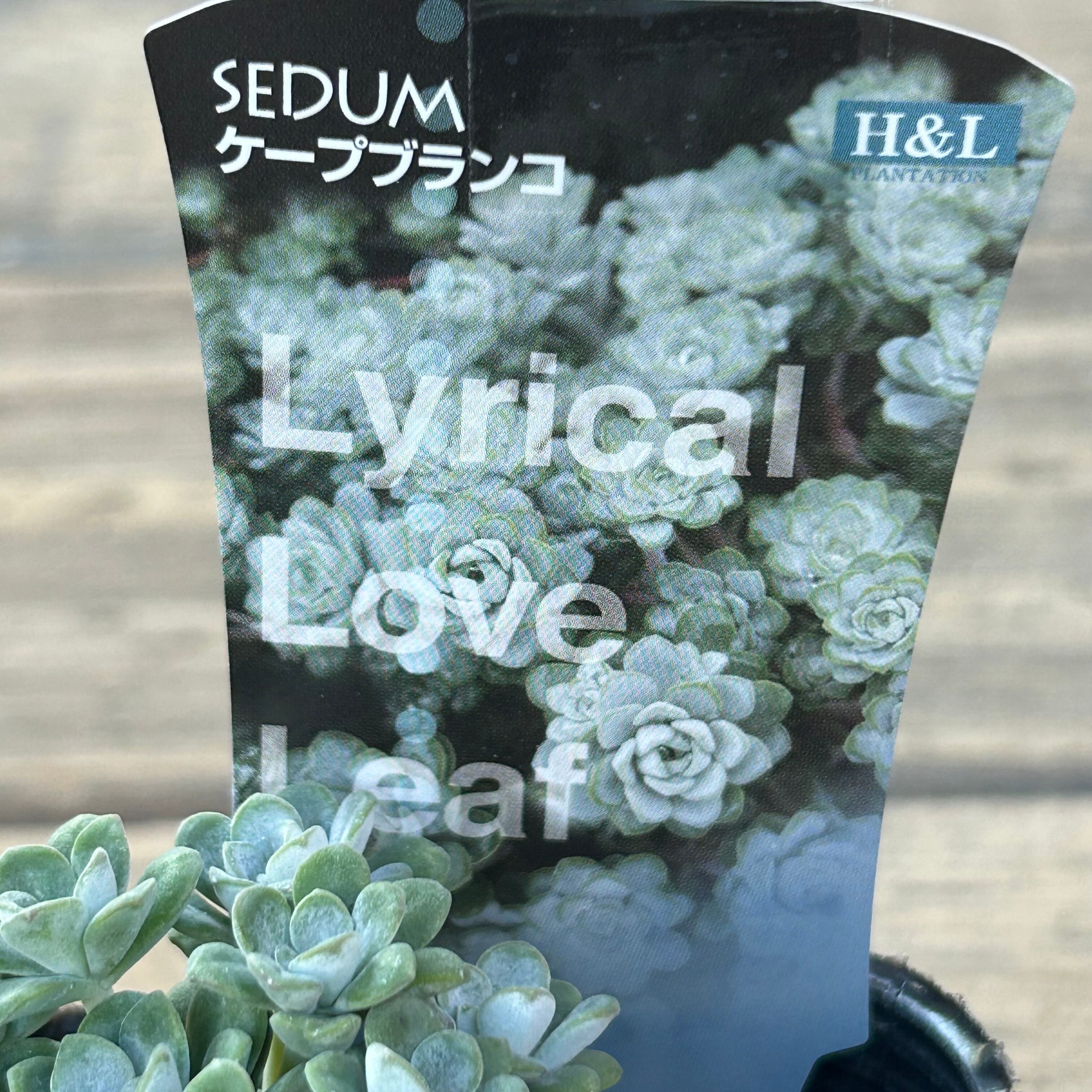 ケープブランコ | RuPo 多肉植物専門店