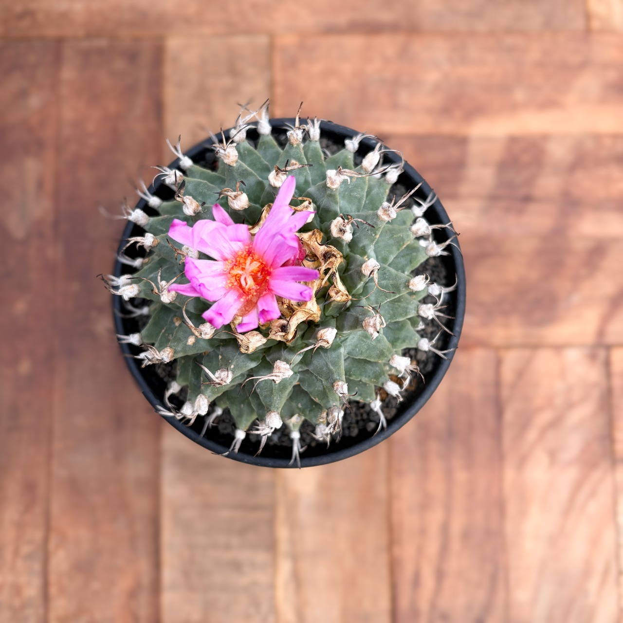 Turbinicarpus alonsoi【ツルビニカルプス・アロンソイ・実生】　