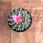 Turbinicarpus alonsoi【ツルビニカルプス・アロンソイ・実生】　