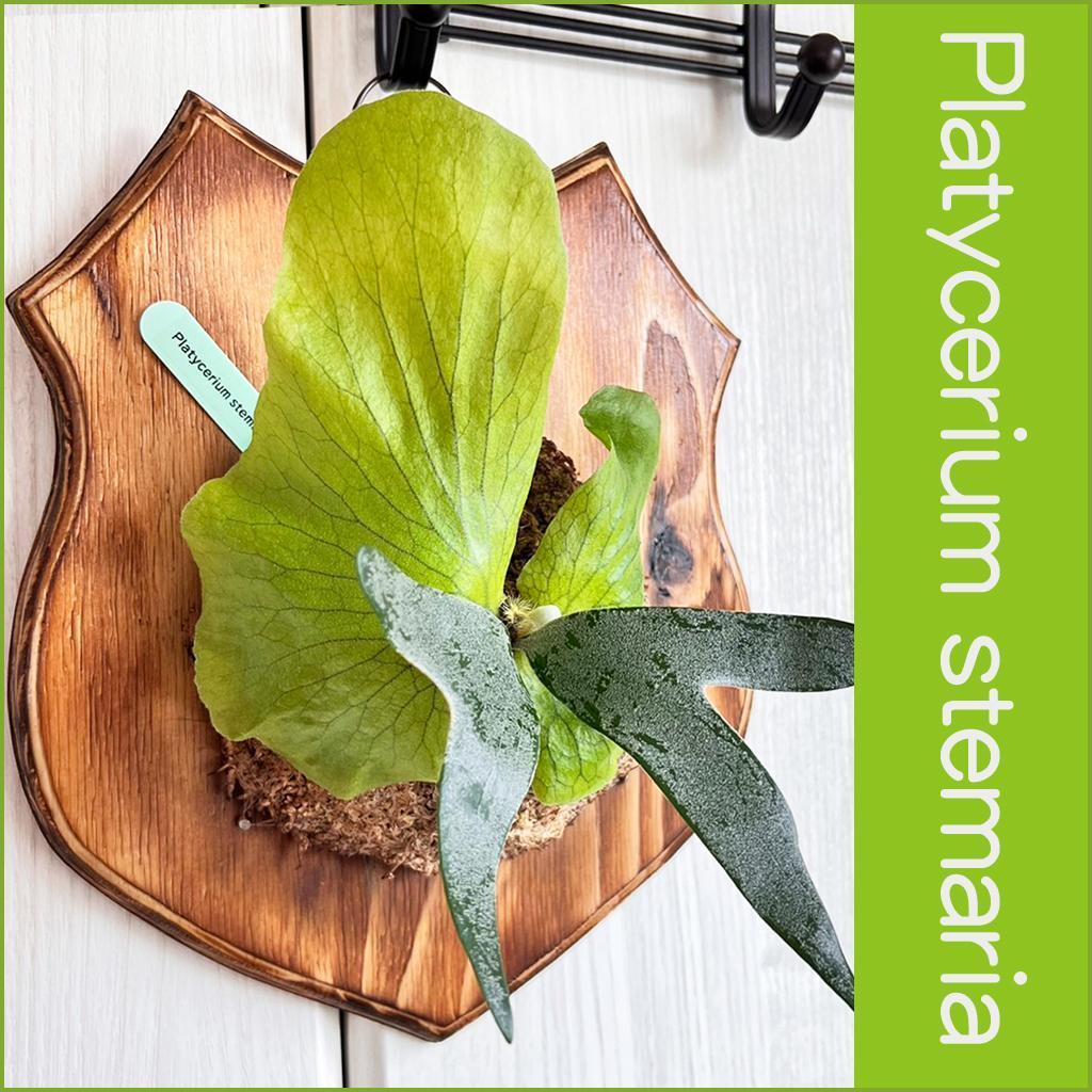 ビカクシダ　ステマリア　板付 ビカクシダ ステマリア 板付【観葉植物 室内 コウモリラン