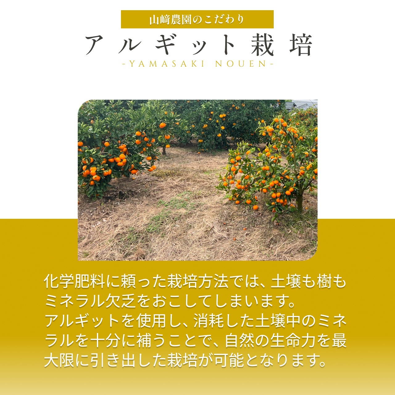 完熟アルギットみかん 約3kg（極早生）