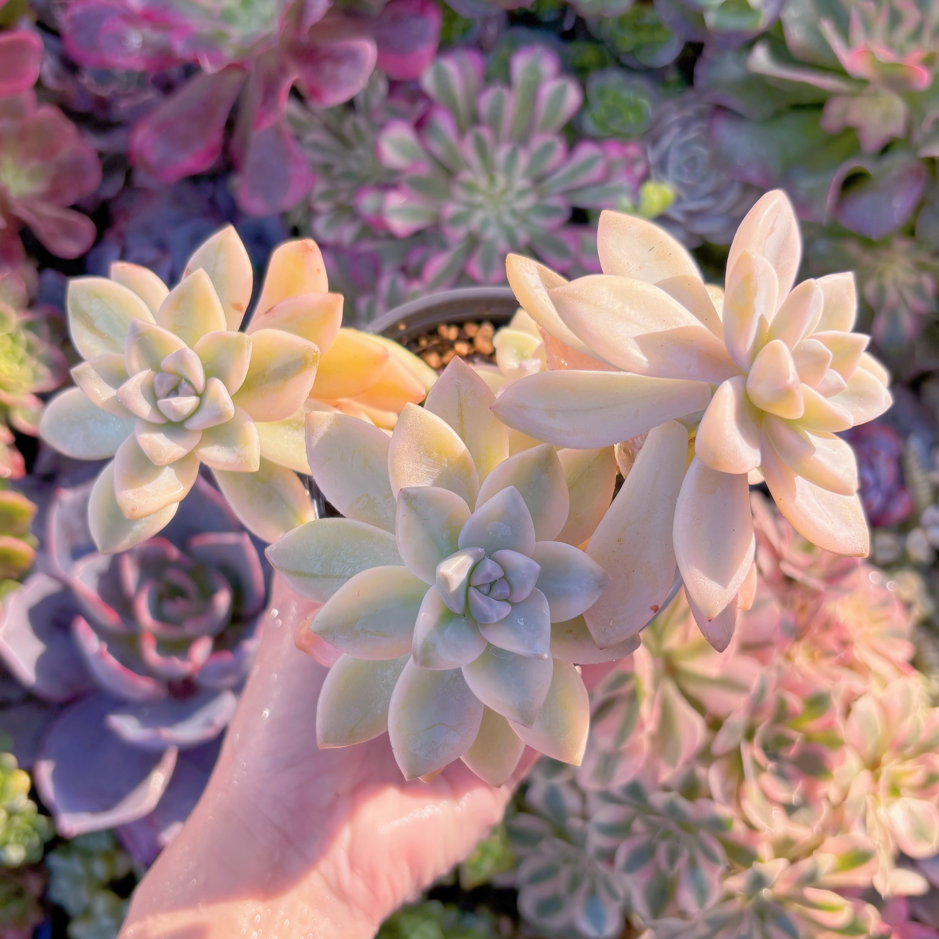 現品　淡雪錦#F204　るる農園