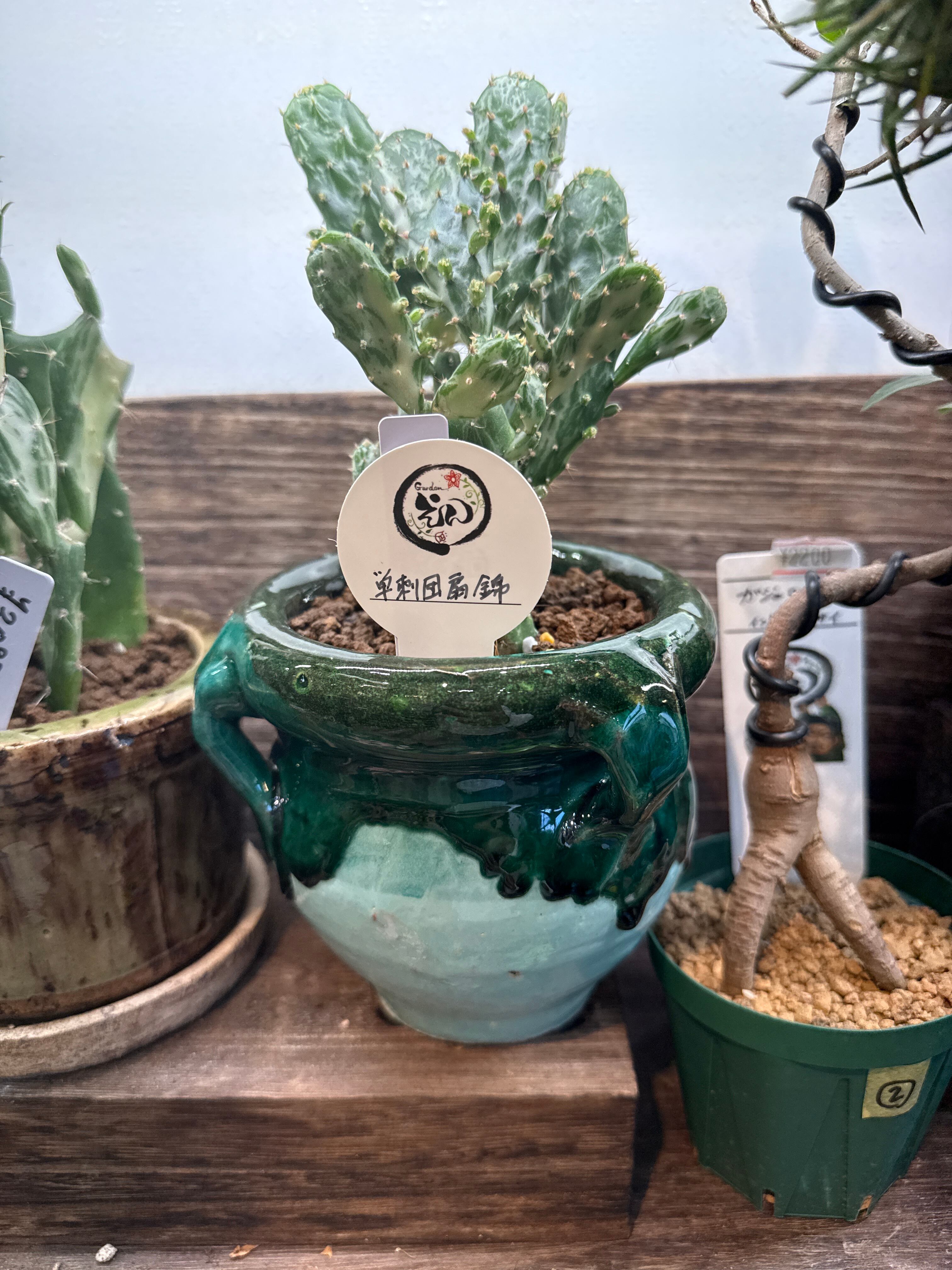 Hoya Piestolepis /ホヤ ピアストレピス | Gardenえん 【観葉熱帯植物】