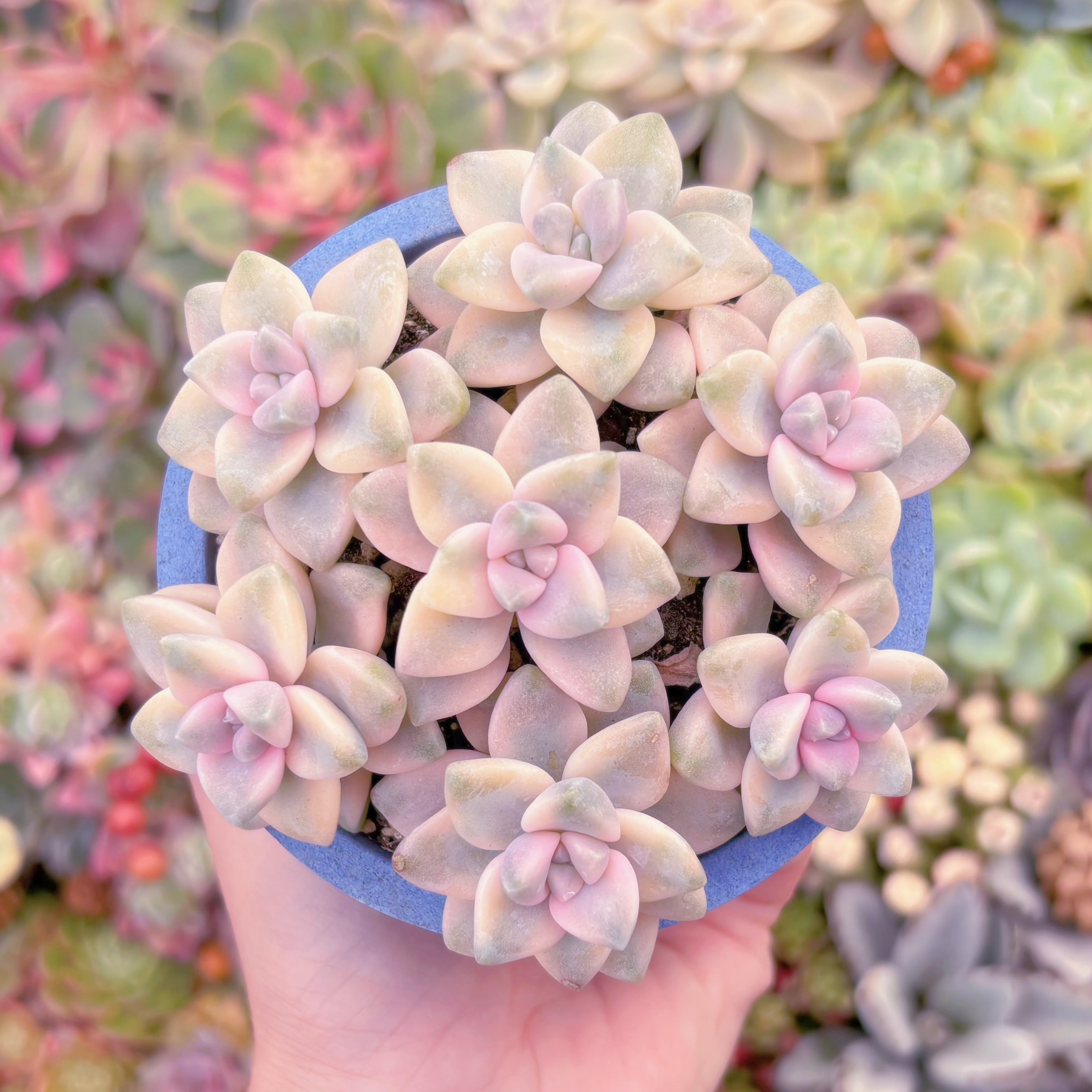 現品　杏子美人錦(7苗)#933　新入荷　るる農園