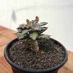 Euphorbia tulearensis【ユーフォルビア・トゥレアレンシス・実生】