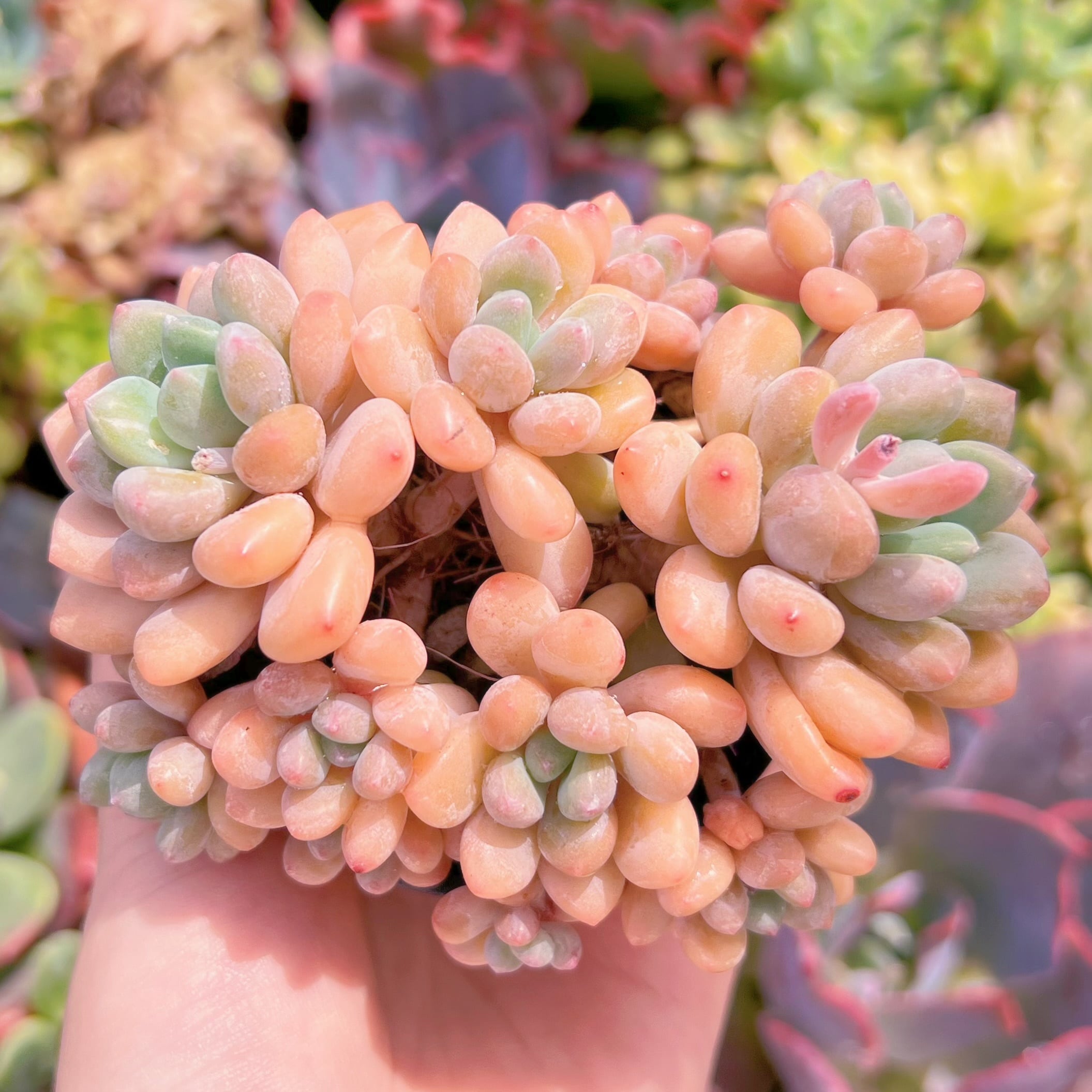 現品　ラブリーベア#K128　群生　るる農園