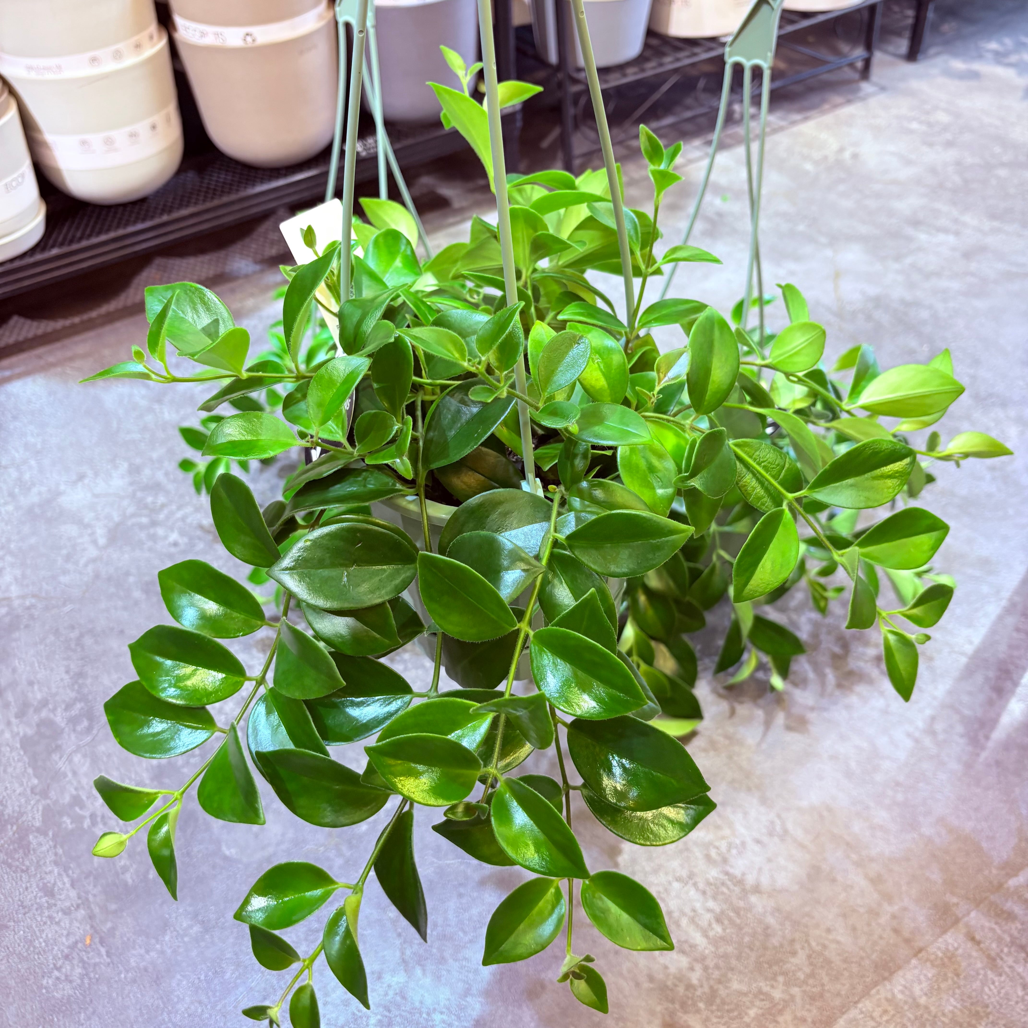 リプサリス パラドクサファイン 5号 | Green Vibes 宇都宮市の観葉植物