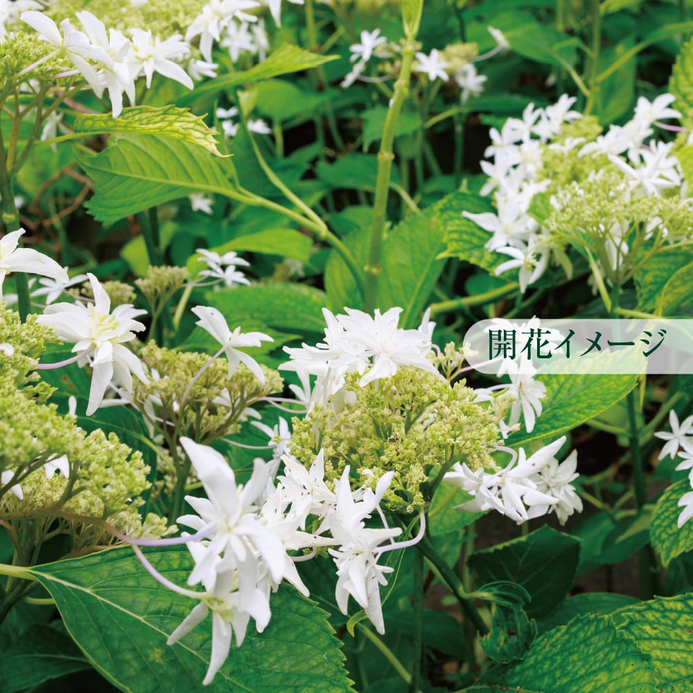 品種登録タグ付き／正規株】 八丈千鳥 ガクアジサイ 蕾付きまたは開花
