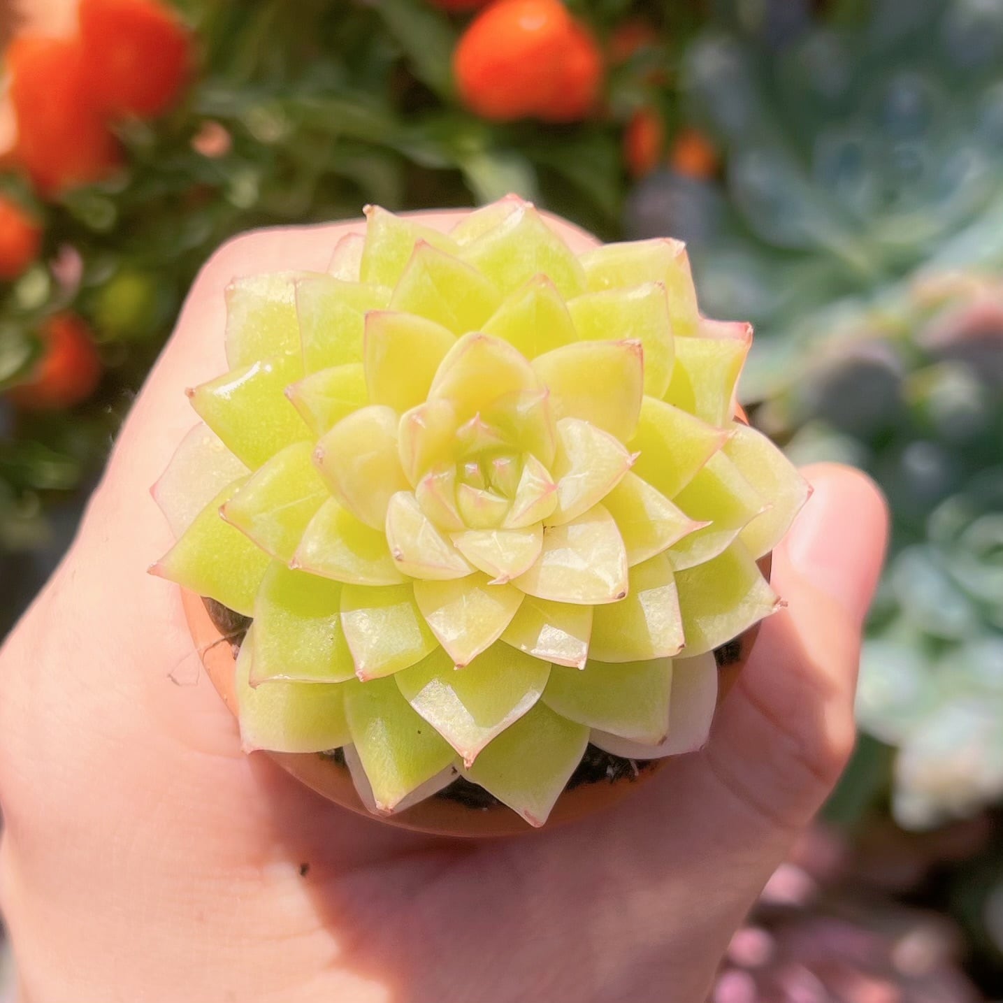 多肉植物 新品種 翡翠 新入荷 | るる農園~多肉植物専門