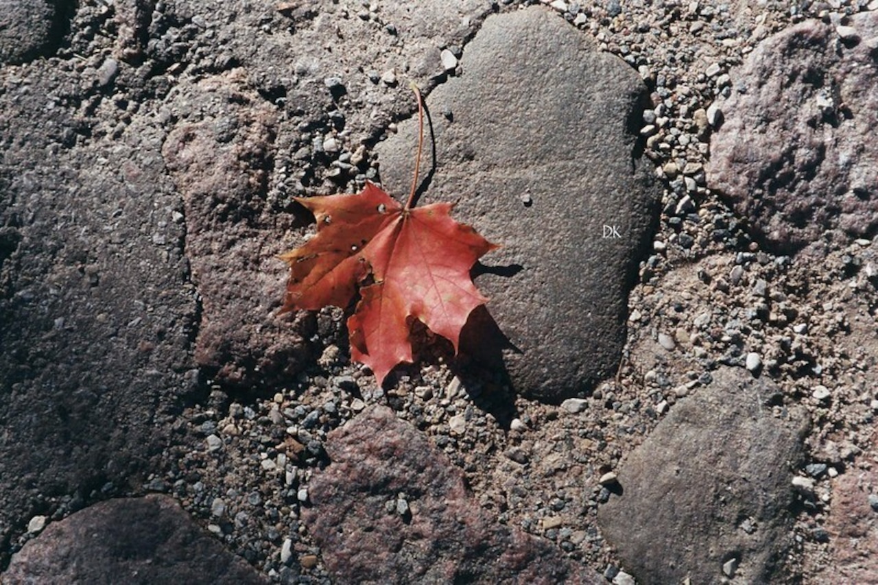 【Minolta 】Mac-Dual フィルムカメラ　２単焦点モード