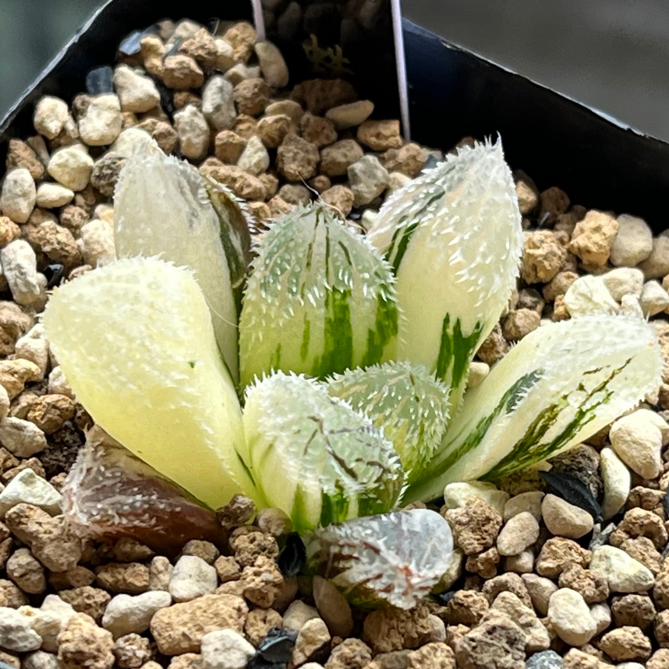 ベヌスタ系 | mocono_plants