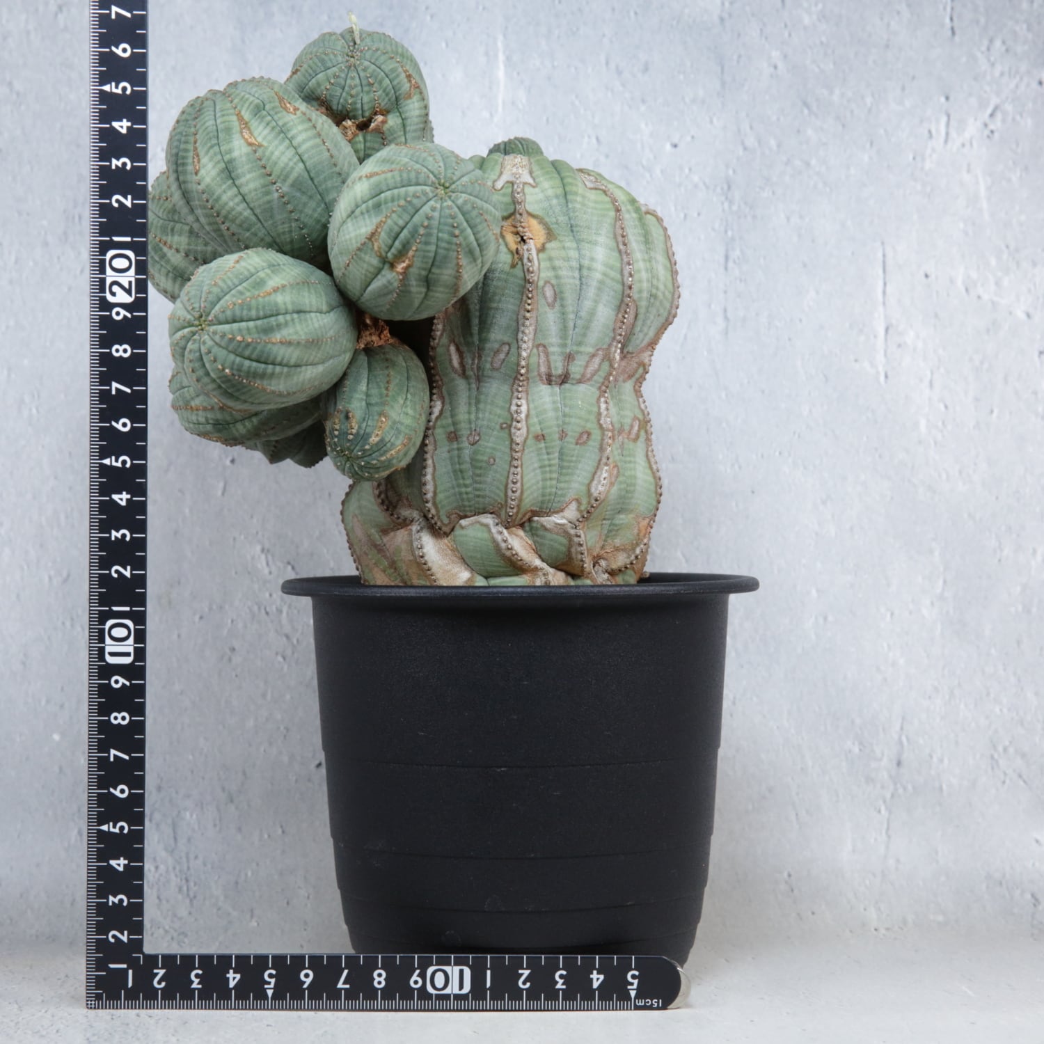 メス株【マザープランツ】超大株 最大幅約16.8cm ヴィンテージ 仔吹