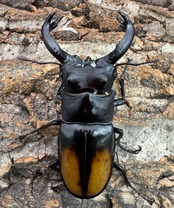 【WD】《セアカフタマタ（パリーフタマタ） 80.5mm ペア》