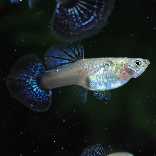 パープルドラゴン　2ペア