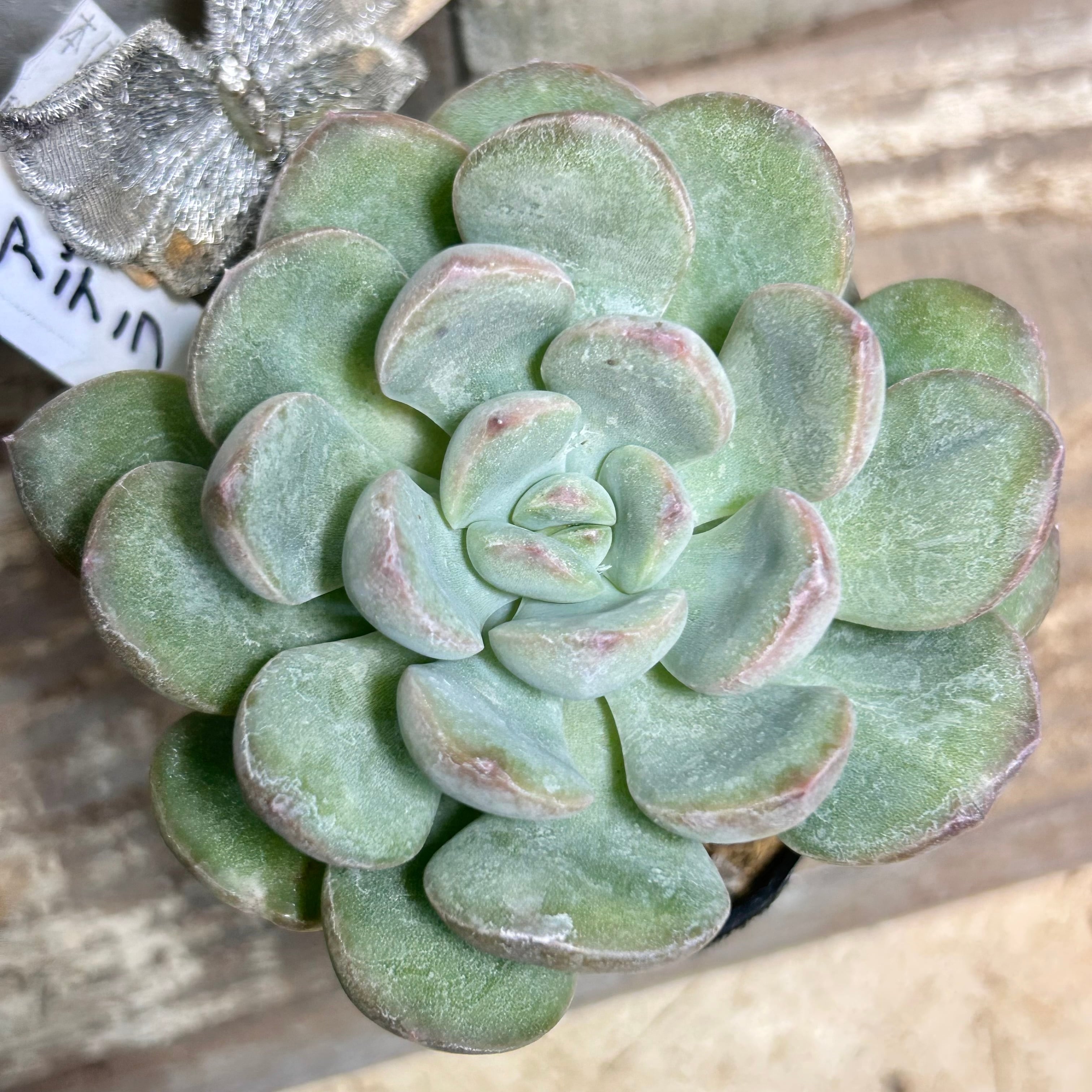 T)白鳳錦(アエオニウム) | RuPo 多肉植物専門店