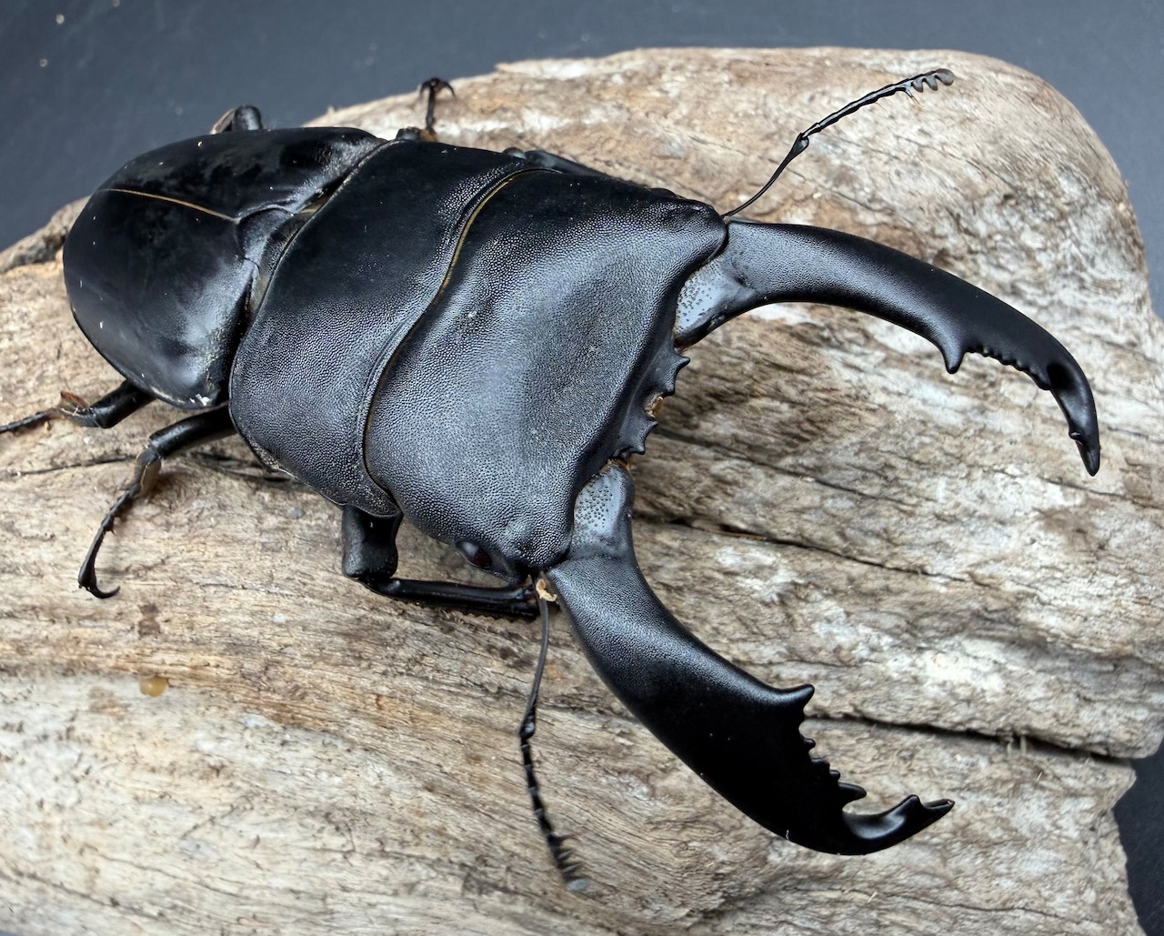 【WD】《西ペレンヒラタ(スラウェシオオヒラタ) 89mm ペア》