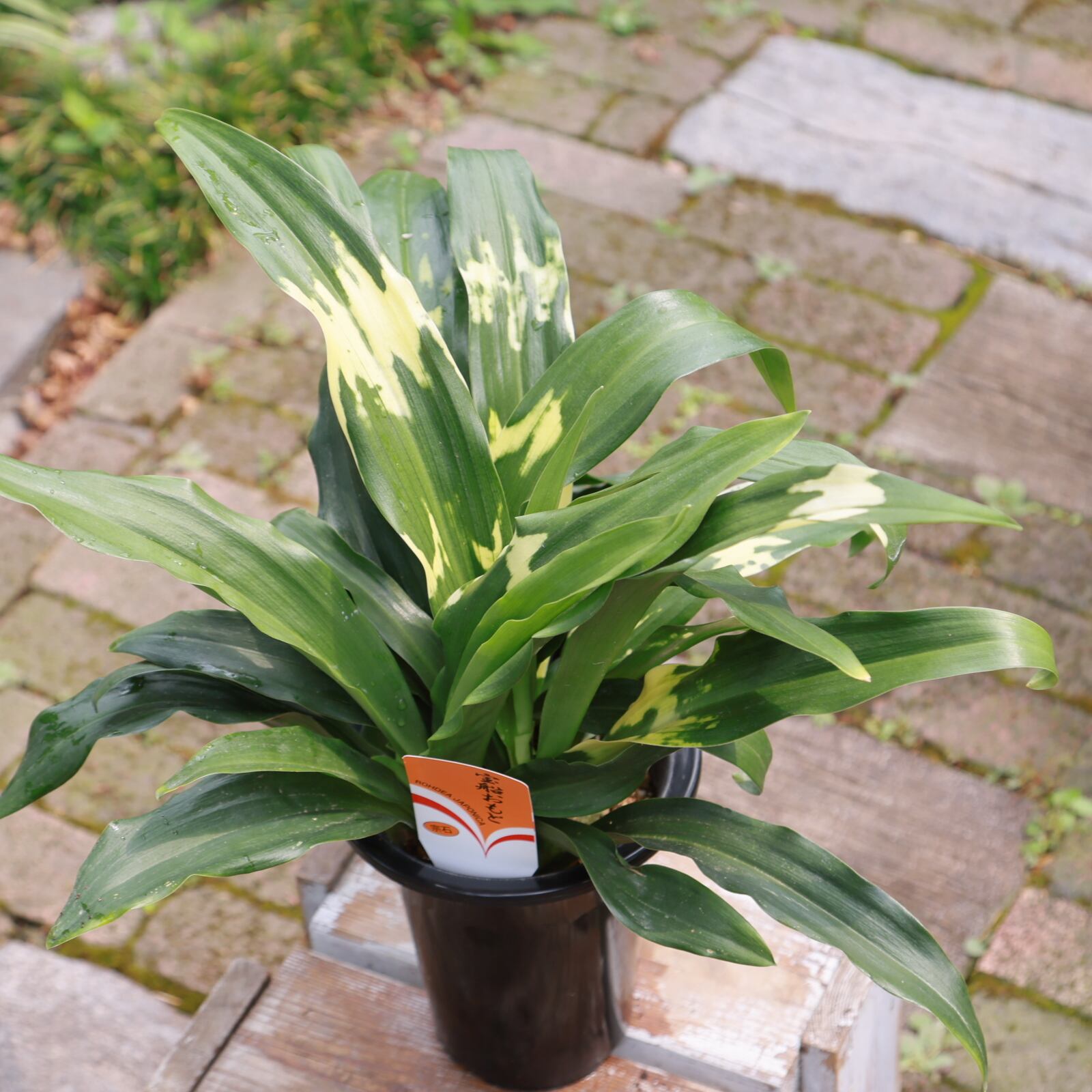 万年青斑入り 苗/種など 株 斑が美しい