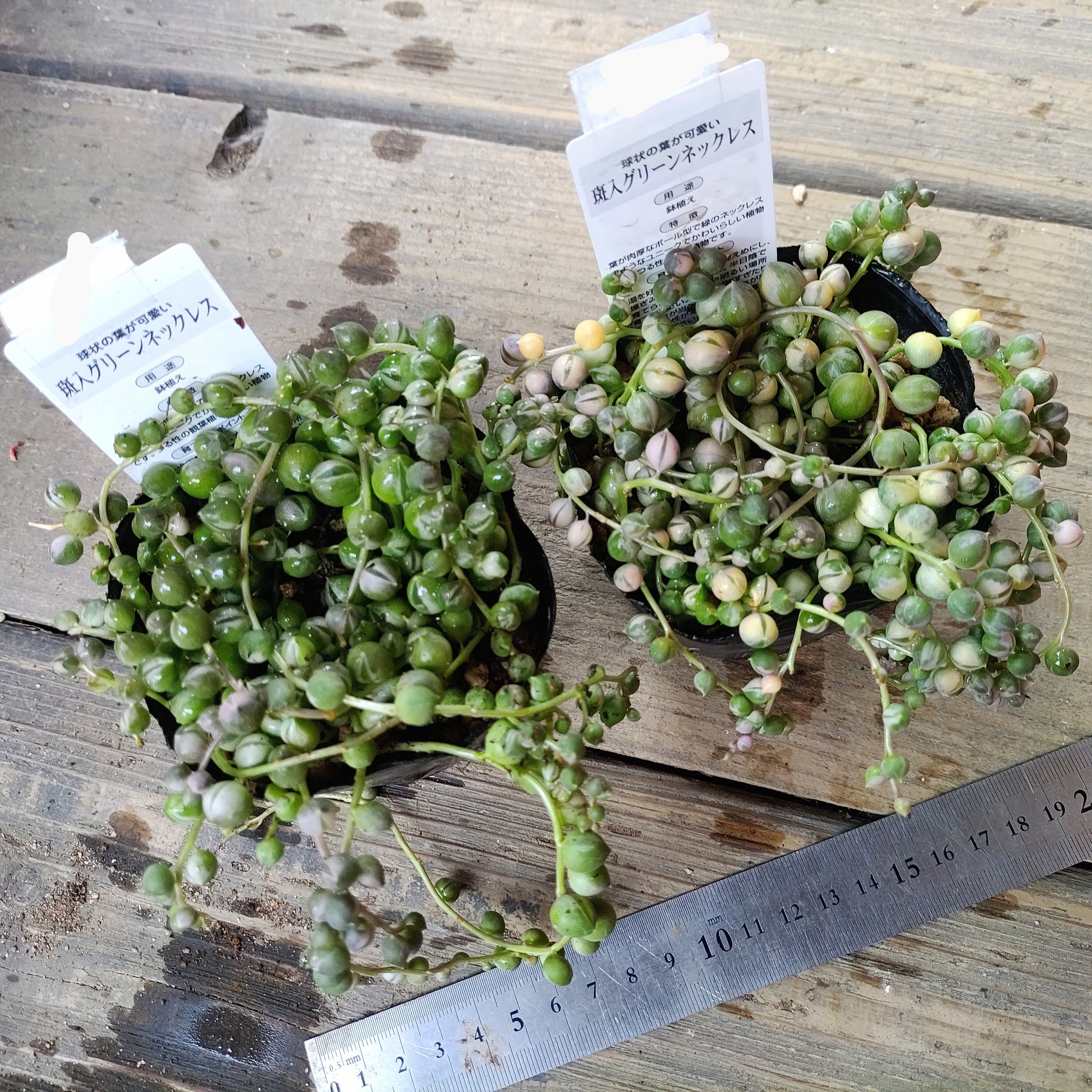 斑入りグリーンネックレス | RuPo 多肉植物専門店