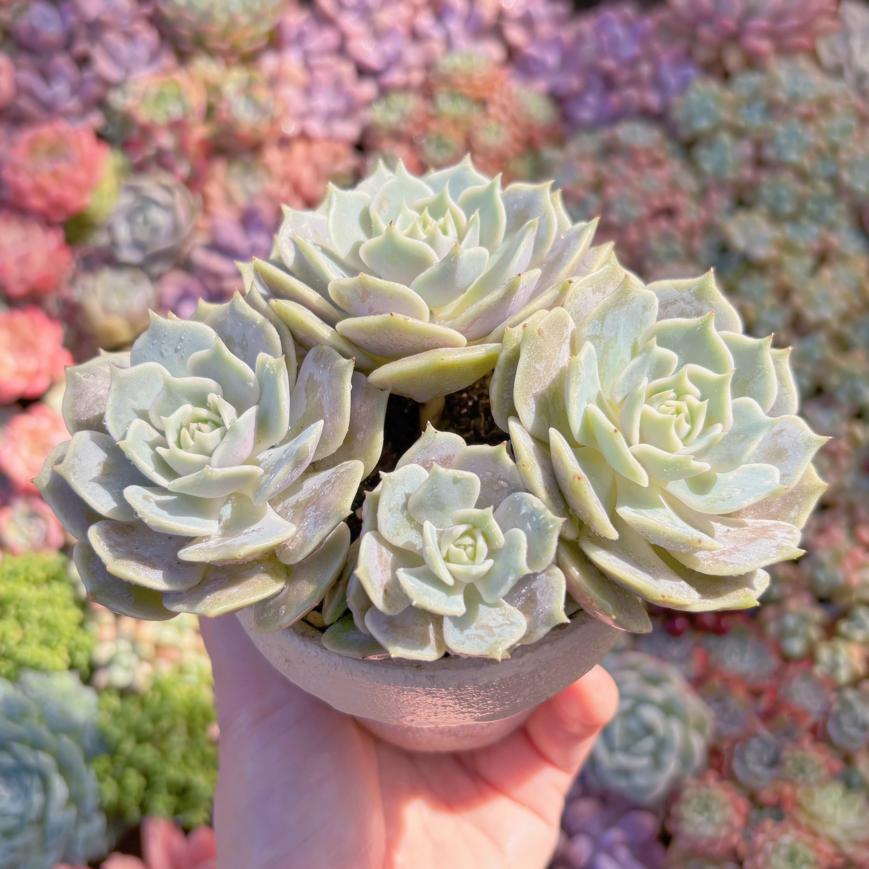 セール♪多肉☆ローラ双頭・大株・抜き苗 多肉植物 ローラ(3頭～群生) 新入荷 るる農園 | るる農園~多肉植物専門