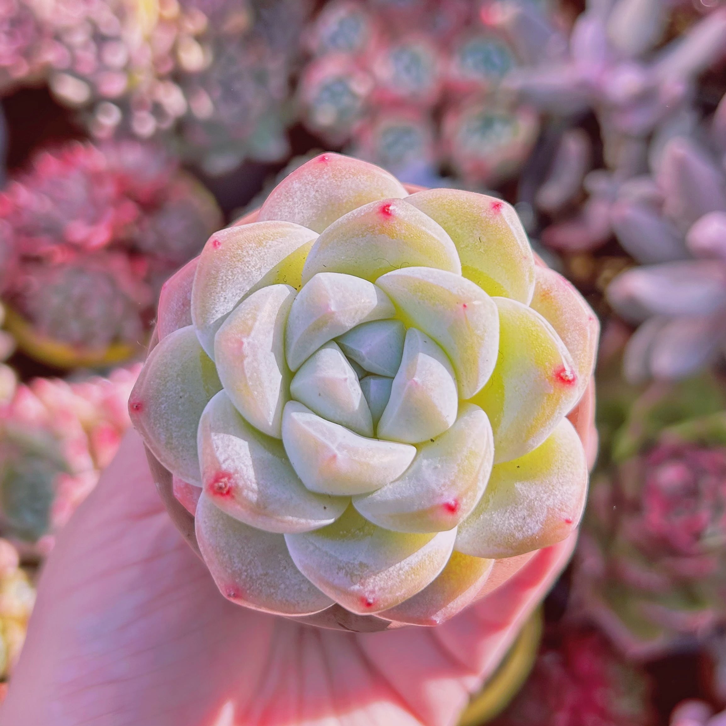 #213現物　多肉植物　アイスグリーン