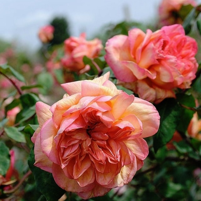 クレメンティナ カルボニエリ