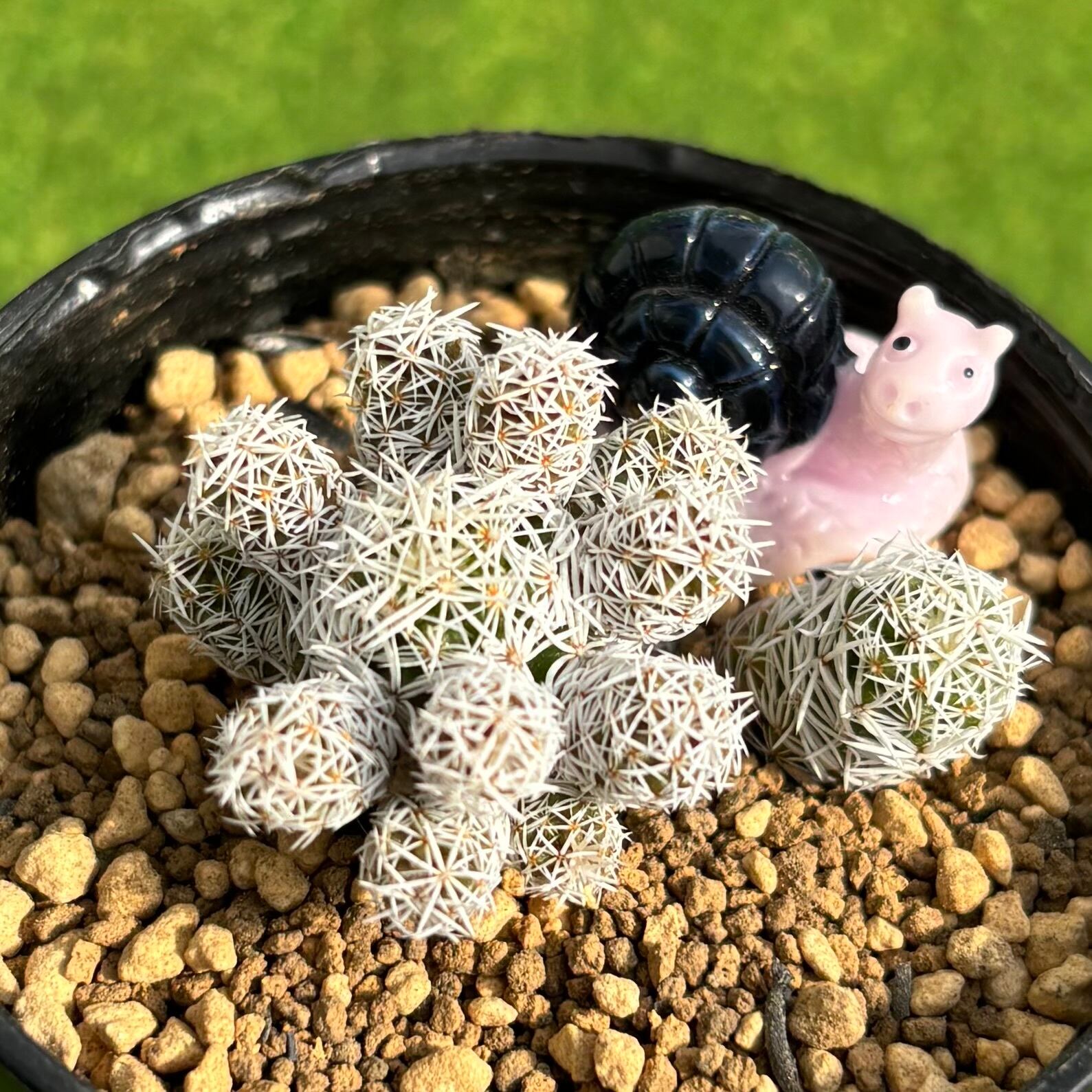 多肉植物 豆彦商店