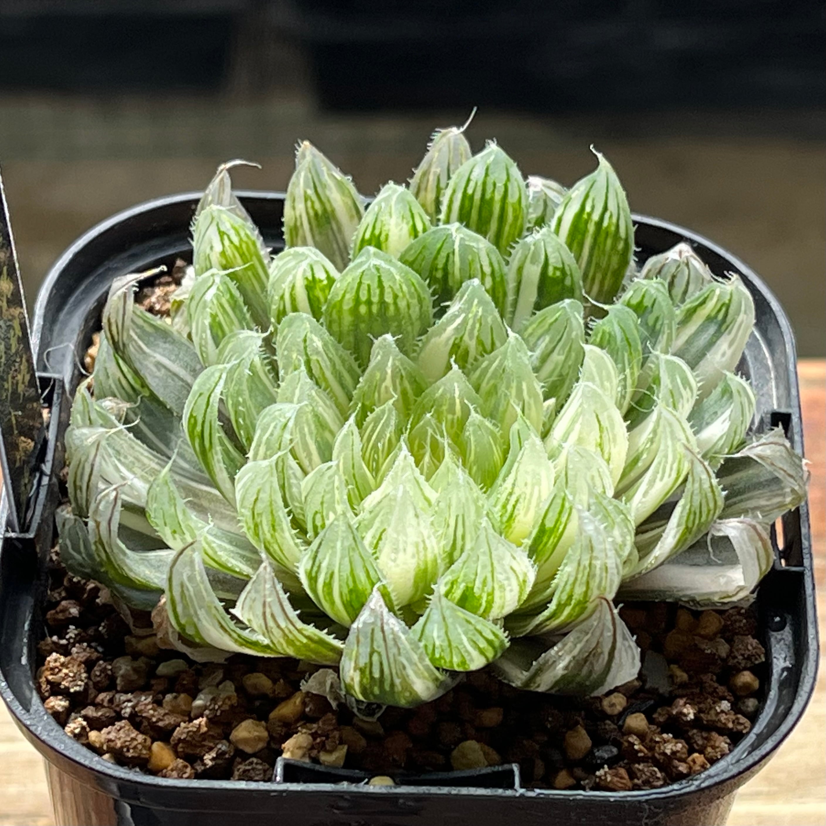 ハオルチア 花胡蝶 オブツーサ錦 | mocono_plants