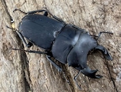 【WF3】《メタドルクス ロトゥンダトゥス 20.5mm ペア》