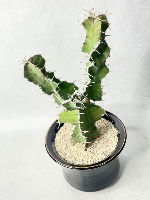 ユーフォルビアsp.