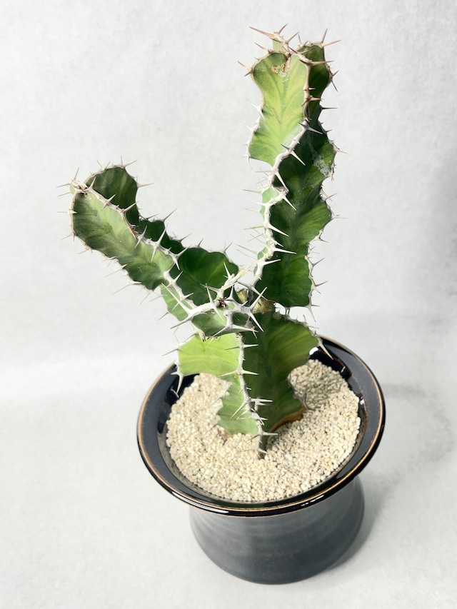 ユーフォルビアsp.