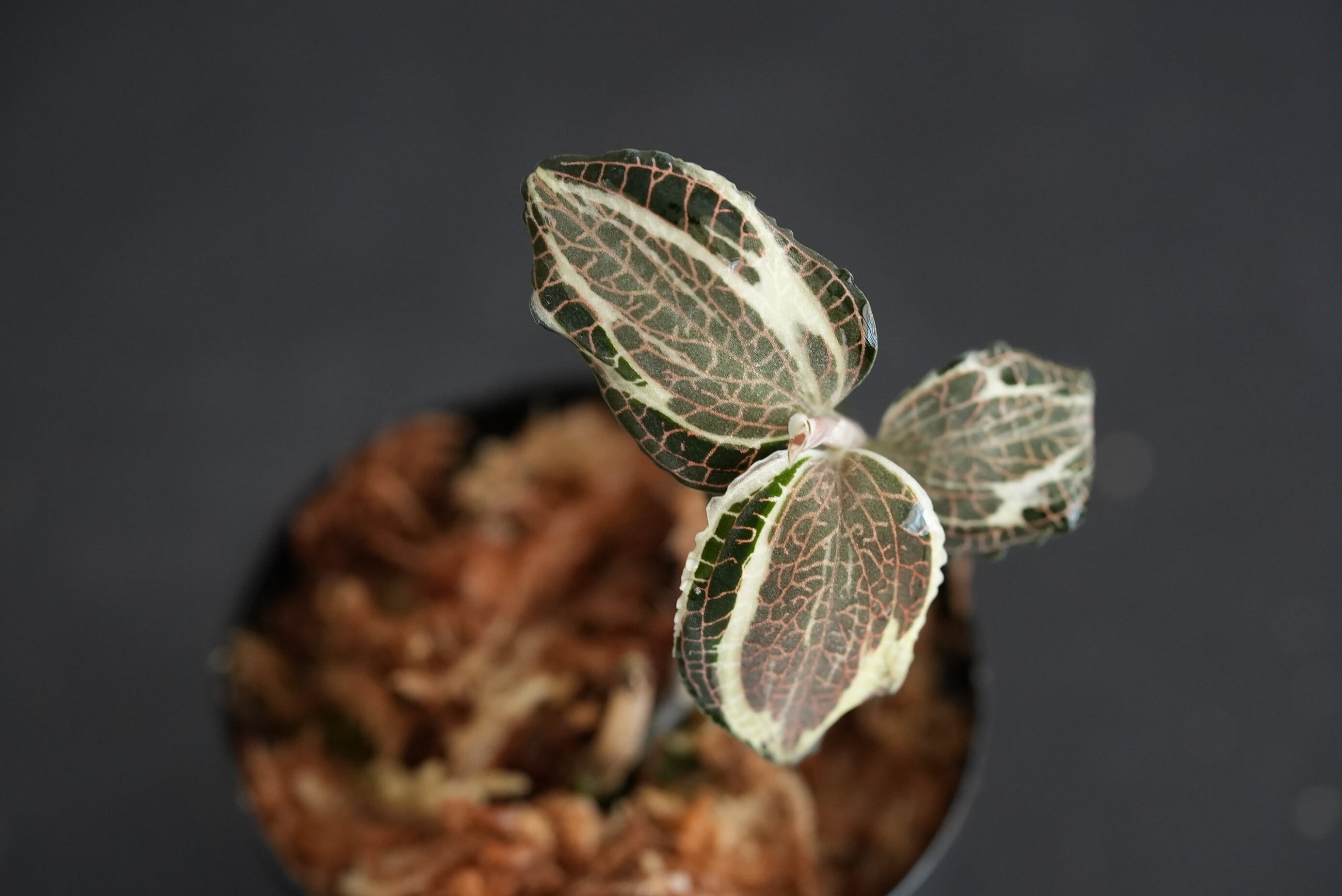 Anoectochilus sp. 斑入りジュエルオーキッド 宝石蘭 ◇現品◇アネクトキルス ロクスバーギー バリエガータ◇斑入り