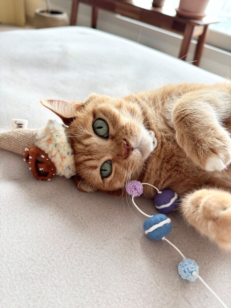 mini macaronfrom WETNOSE 猫じゃらし マカロン おもちゃ | nyanpets