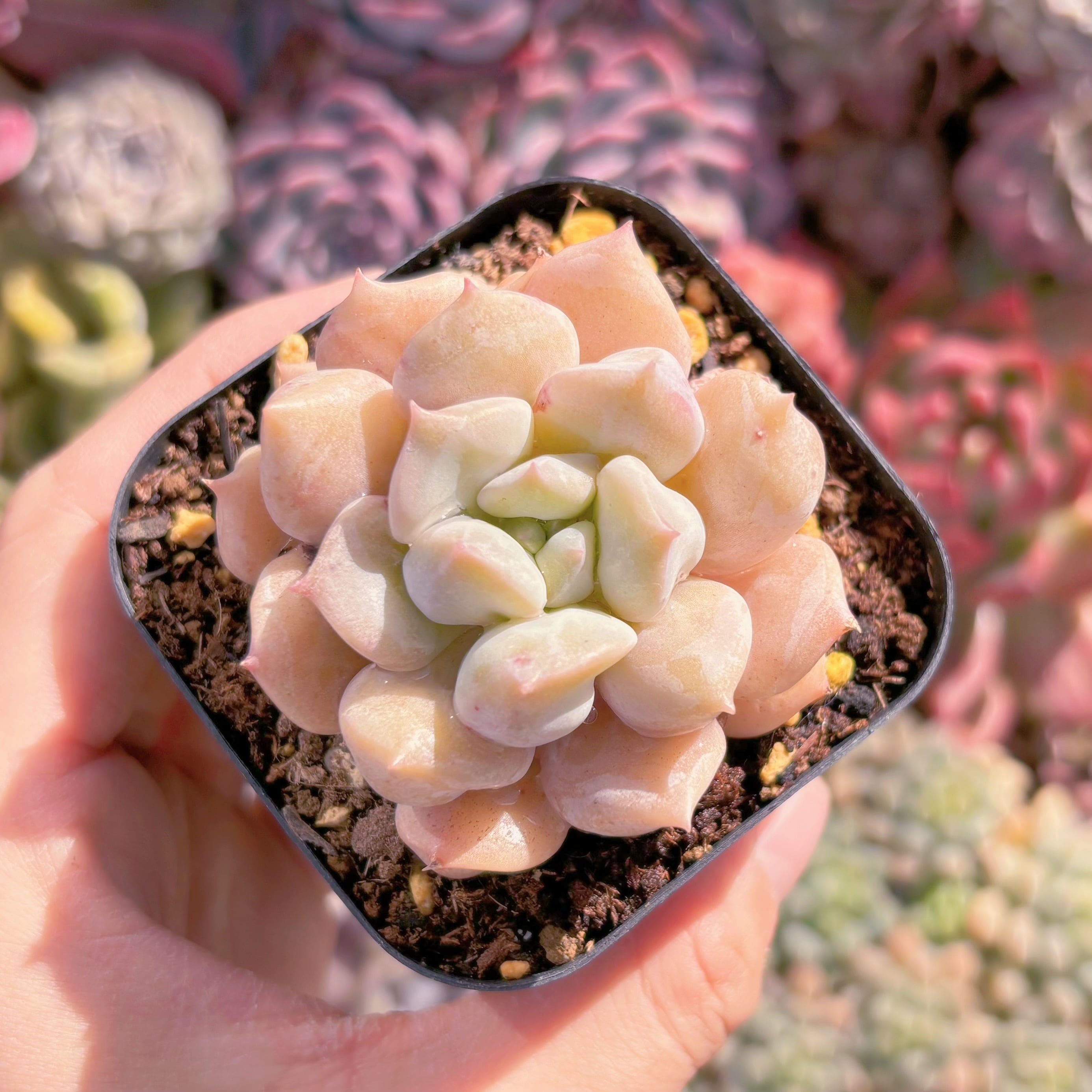 現品　ミルキーウェーブ#3021  るる農園