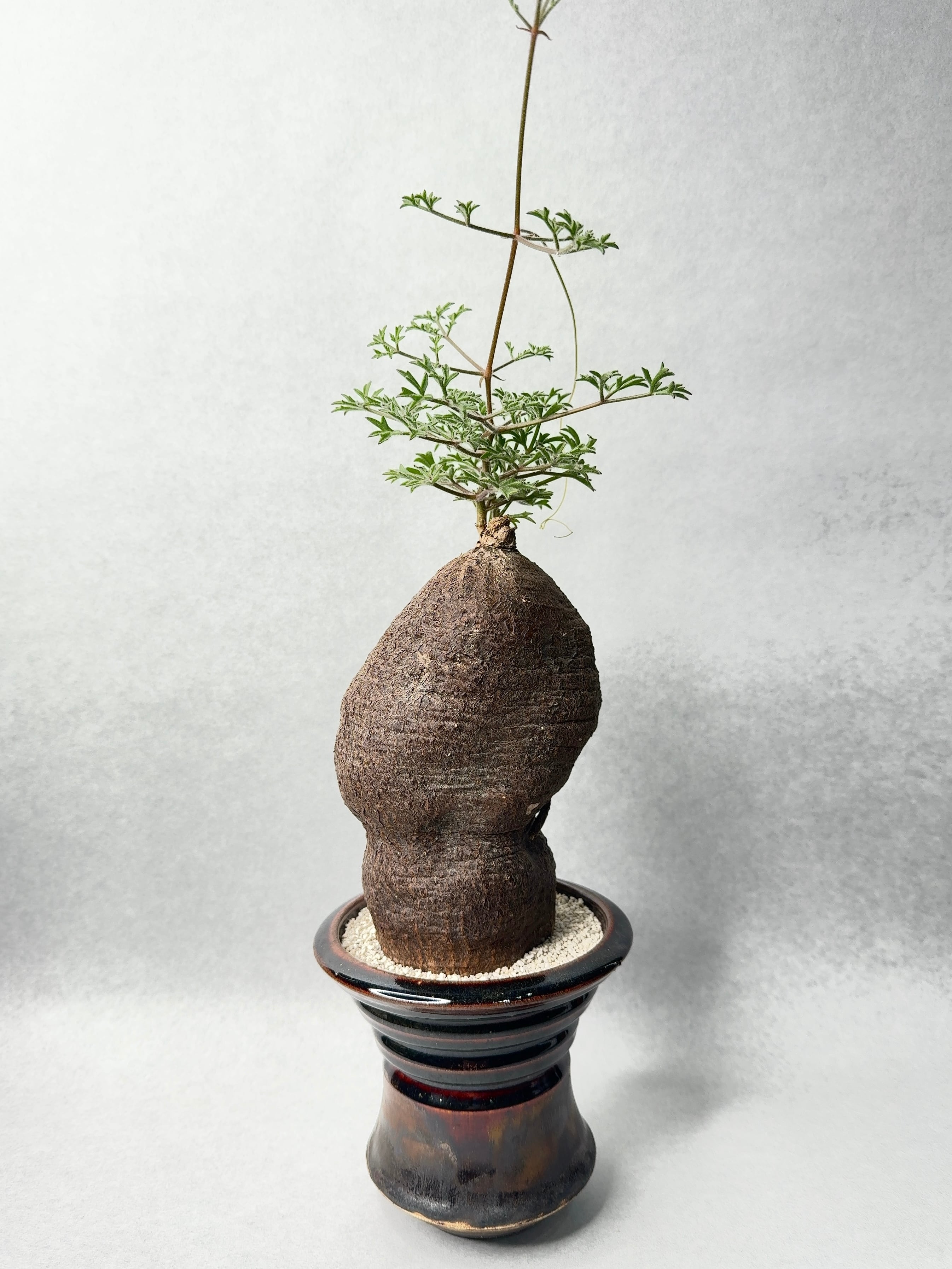 キフォステンマ・モンタグナッキー | trigger