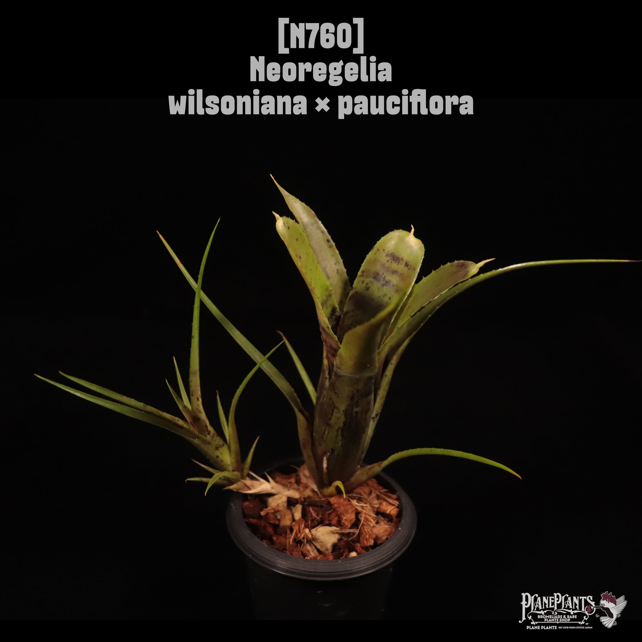 Neoregelia wilsoniana × pauciflora〔ネオレゲリア〕N760