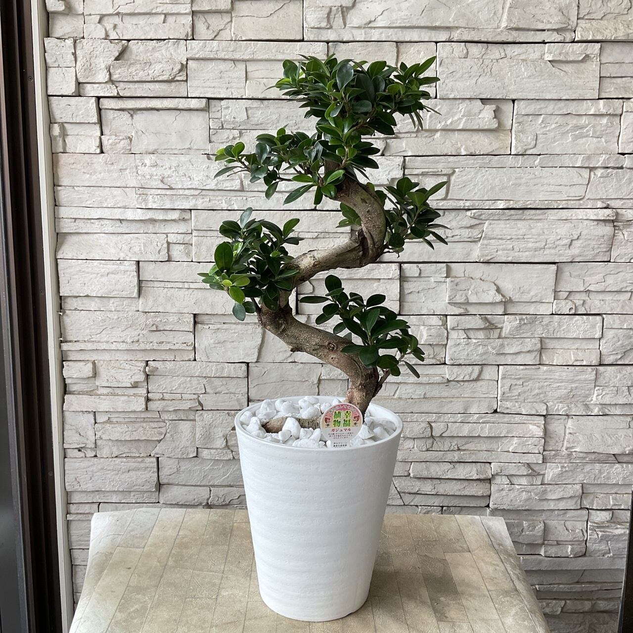 縁起物　人生大吉　ガジュマル　昇り龍　曲げ作り ❤人生大吉❤【ガジュマル】曲げ作り