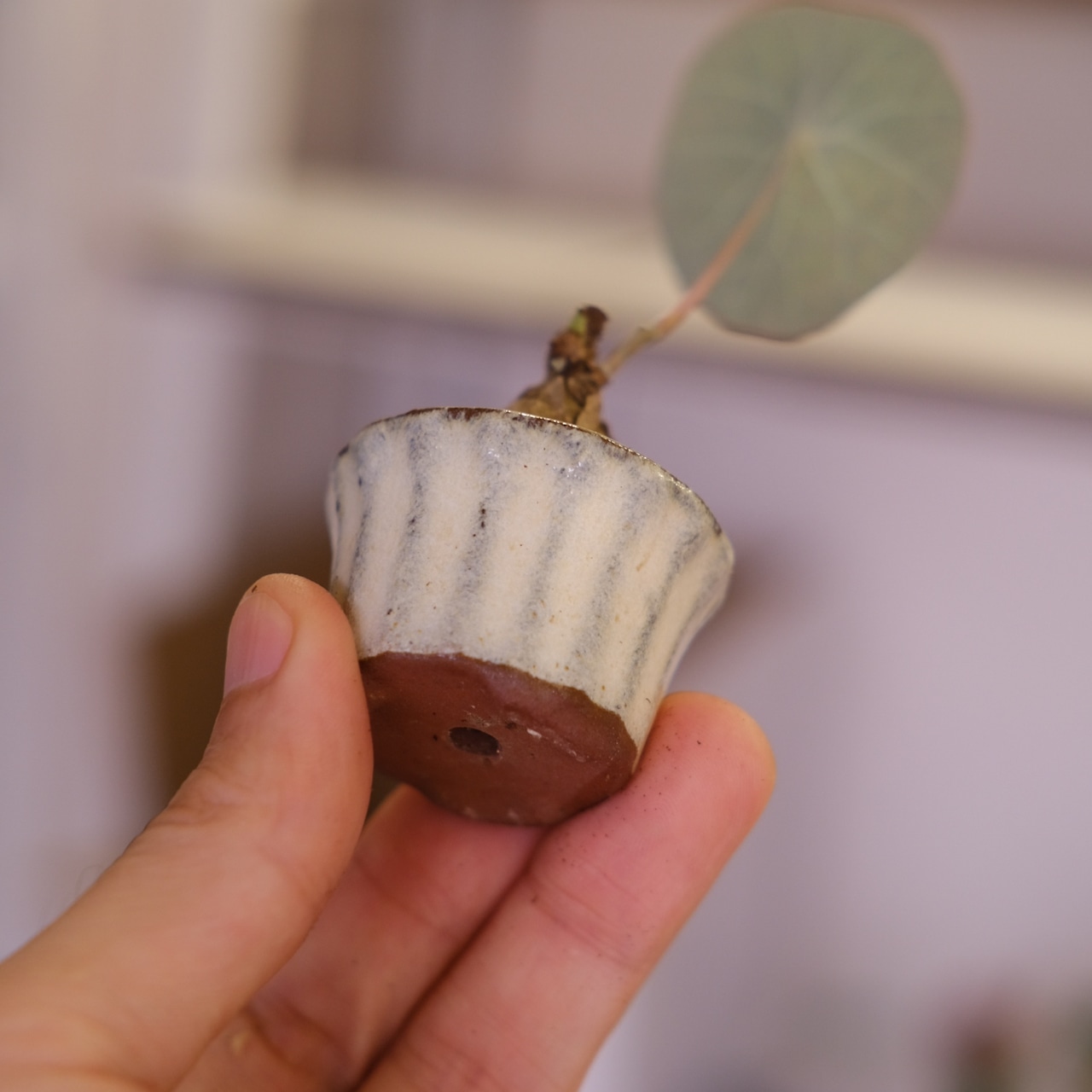 Stephania kaweesakii│ステファニア カウィーサキー│観葉植物│盆栽風