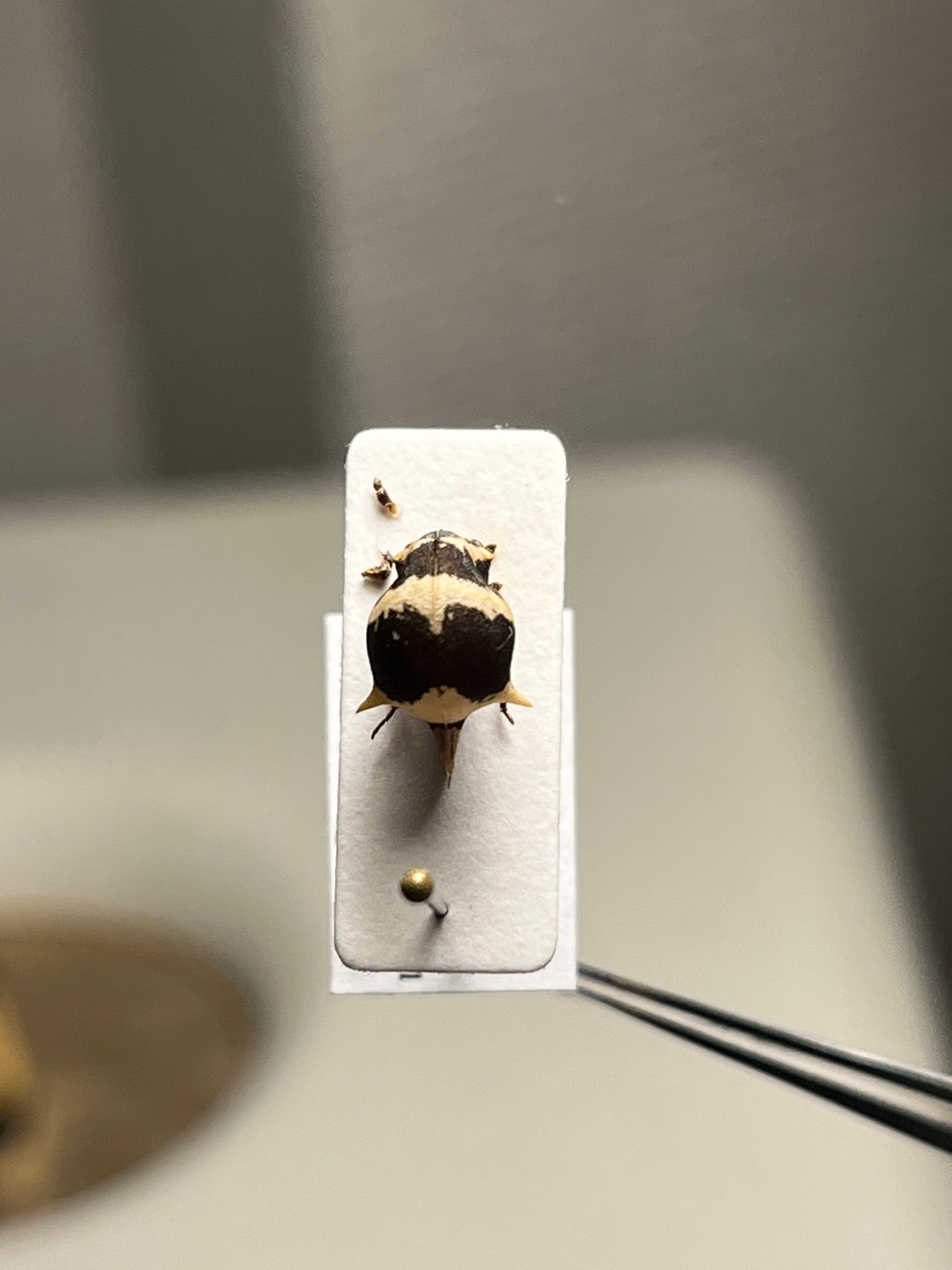 完璧髑髏】パンダヘルメットツノゼミ Anchistrotus sp.セミ ホタル 蛍