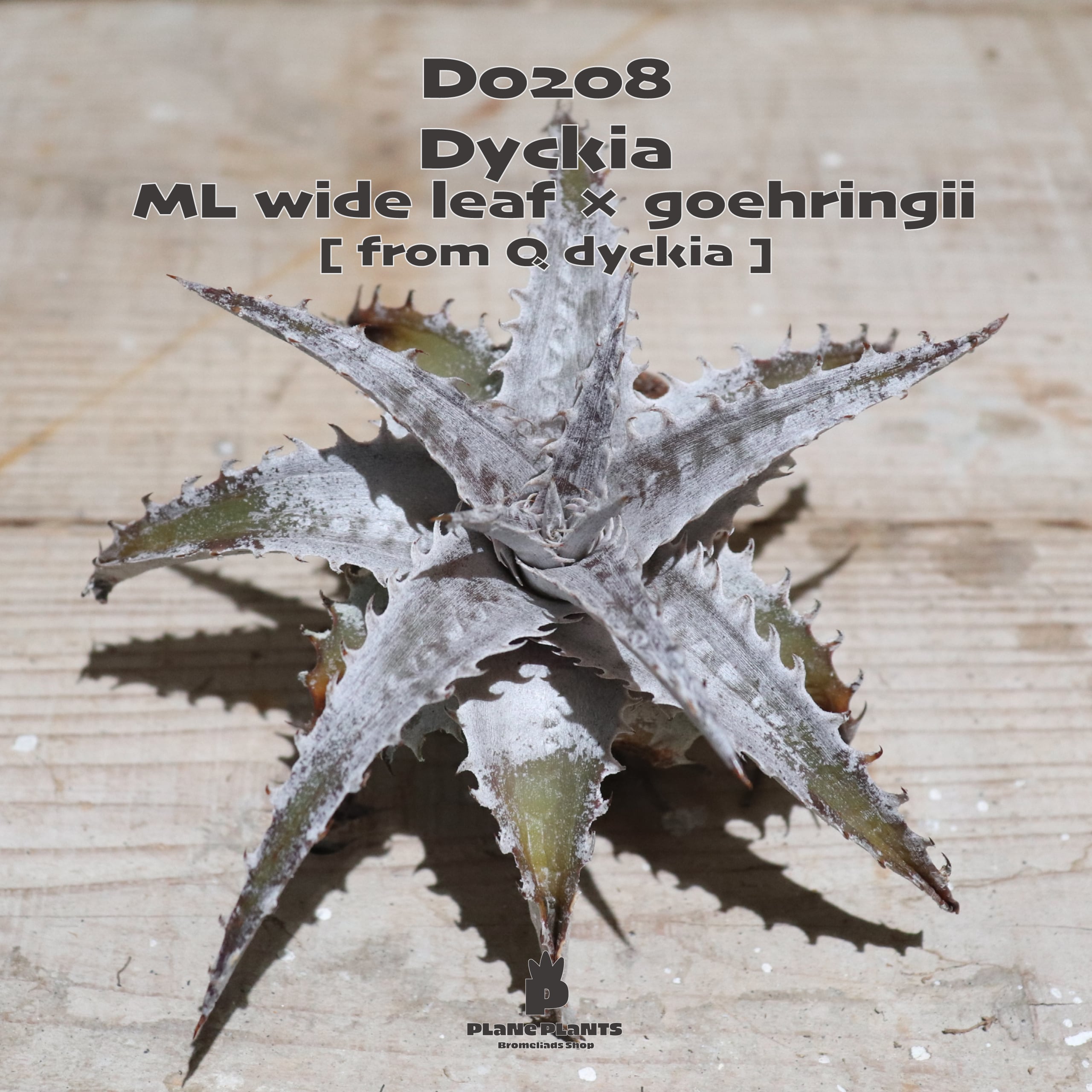 【送料無料】ML wide leaf × goehringii 《ベアルート株》〔ディッキア〕現品発送D0208