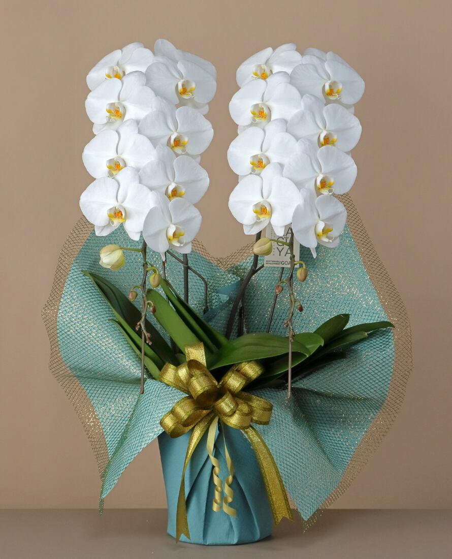 2本立(24輪~26輪程度) 白 【気品と清らかさを備えた定番カラー】 上品さと華やかさを両立した、飾りやすい一鉢に仕上げました。 白く品のある胡蝶蘭ですので、開店祝いや個人の贈り物にもぴったりです。