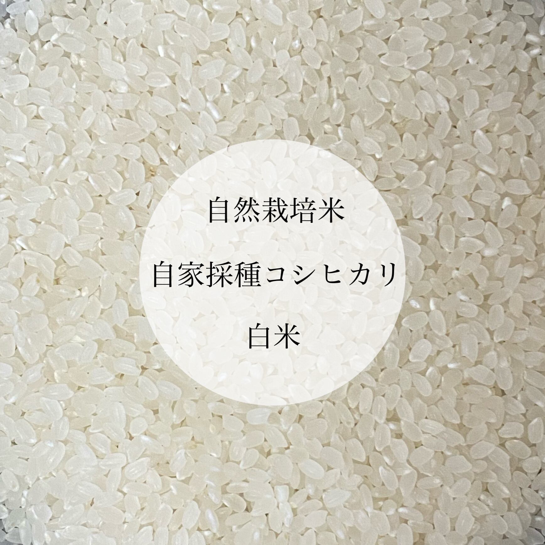 令和3年新米 自然栽培米 玄米20kg 農薬肥料不使用 コシヒカリ米/穀物