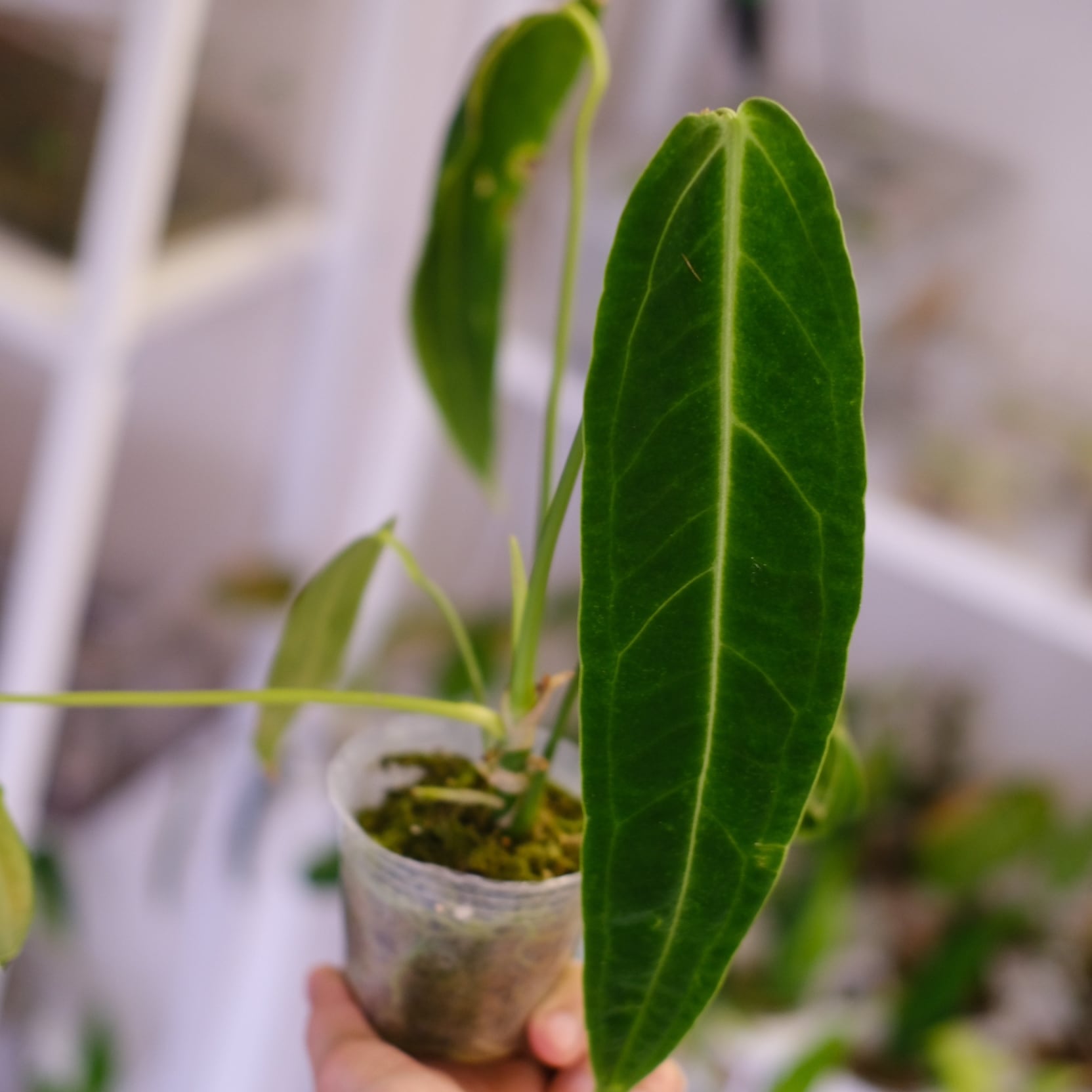 アンスリウム ワロクアーナム / Anthurium Warocqueanum㉘ / 観葉植物