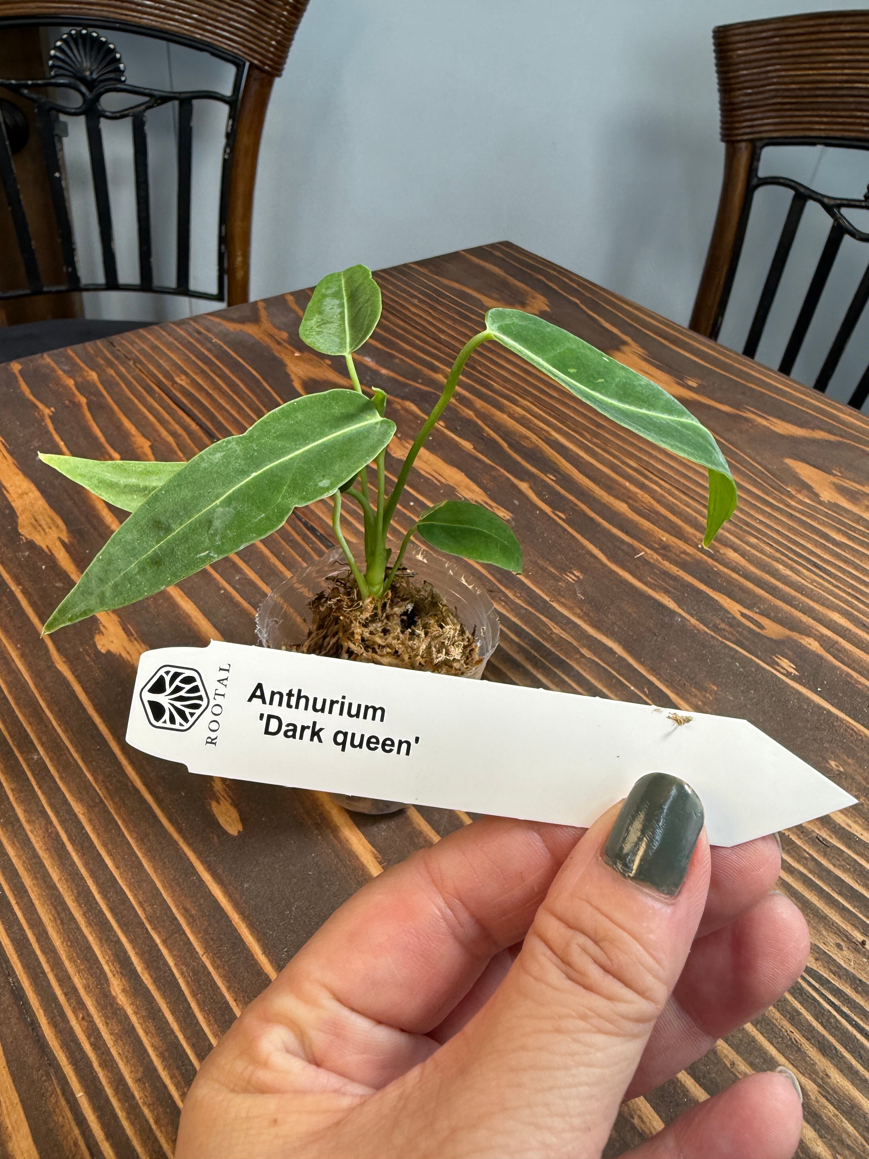 【買わなきゃ損!!】★アンスリウム ダーク クウィーン(ワロクアナム)口径5㎝ポット※お任せ株