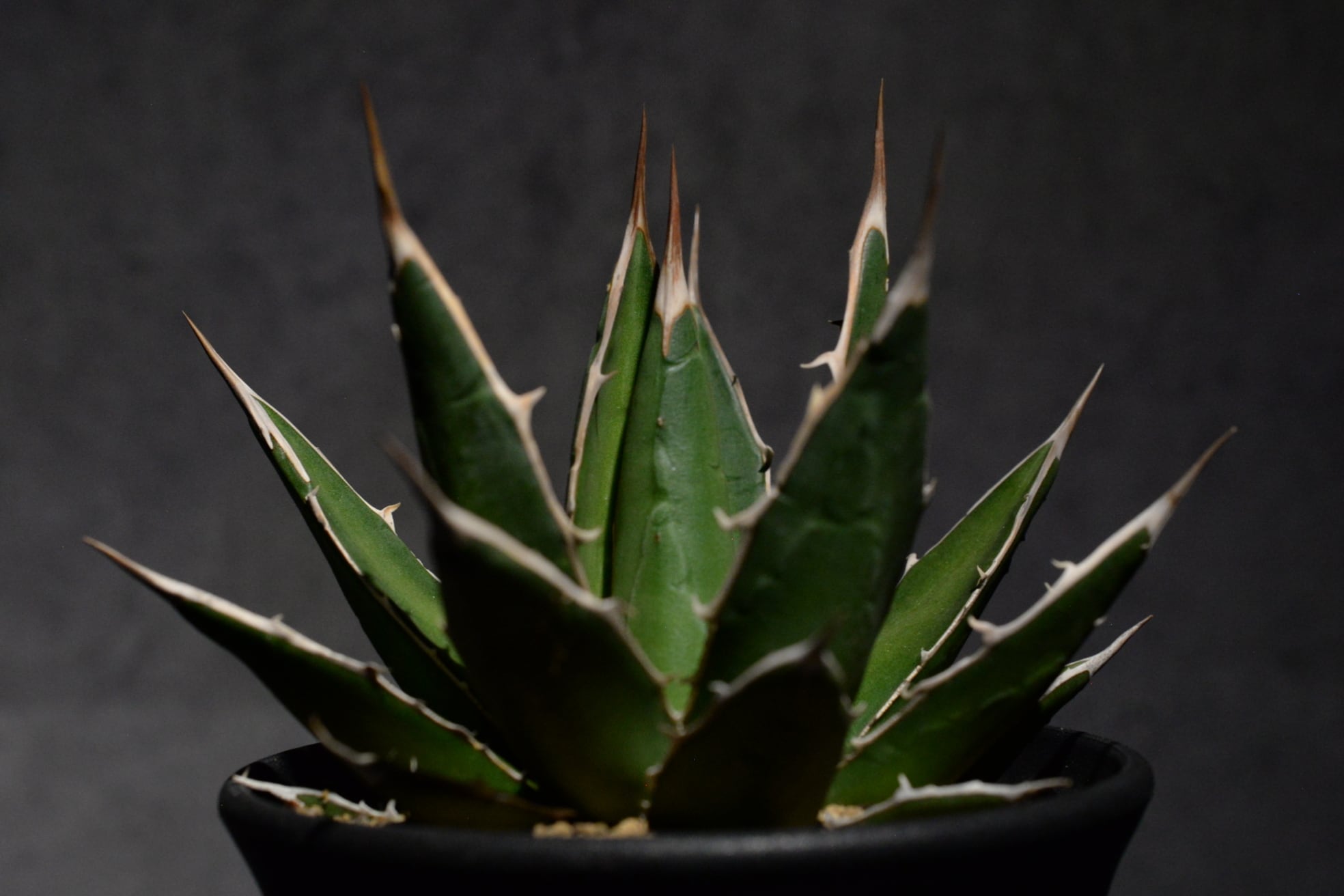 アガベ ホリダ ペロテンシス | N collect plants