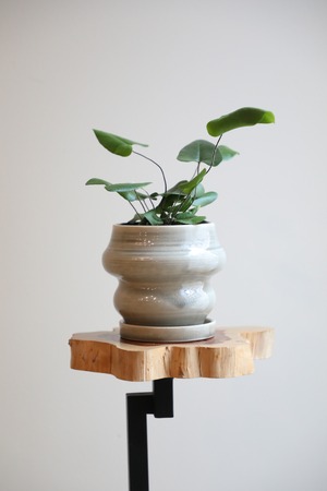 【S】シダハートファーン/Hemionitis arifolia Heart Fern　※陶器鉢付き