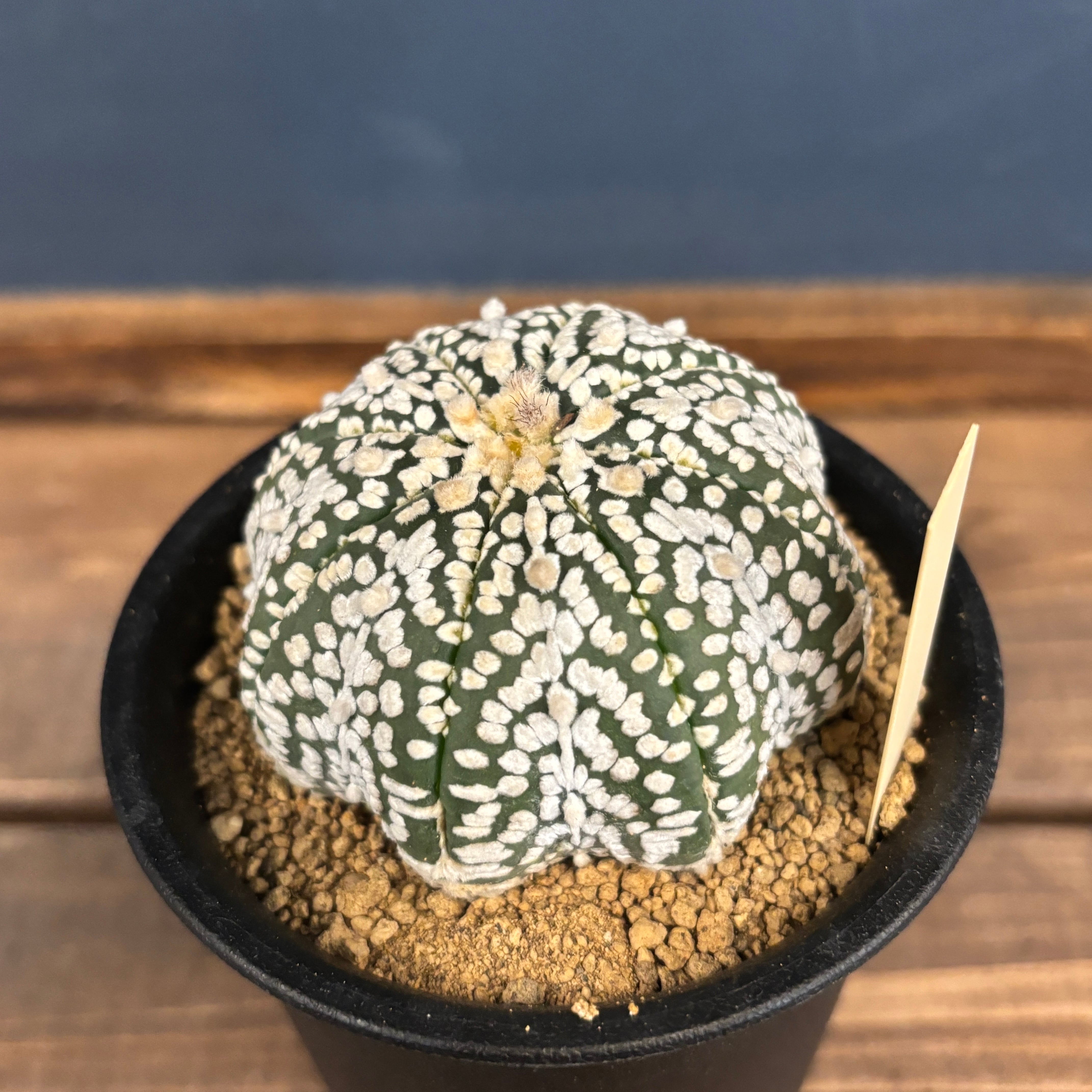 サボテン　19種 ton0093.jpg