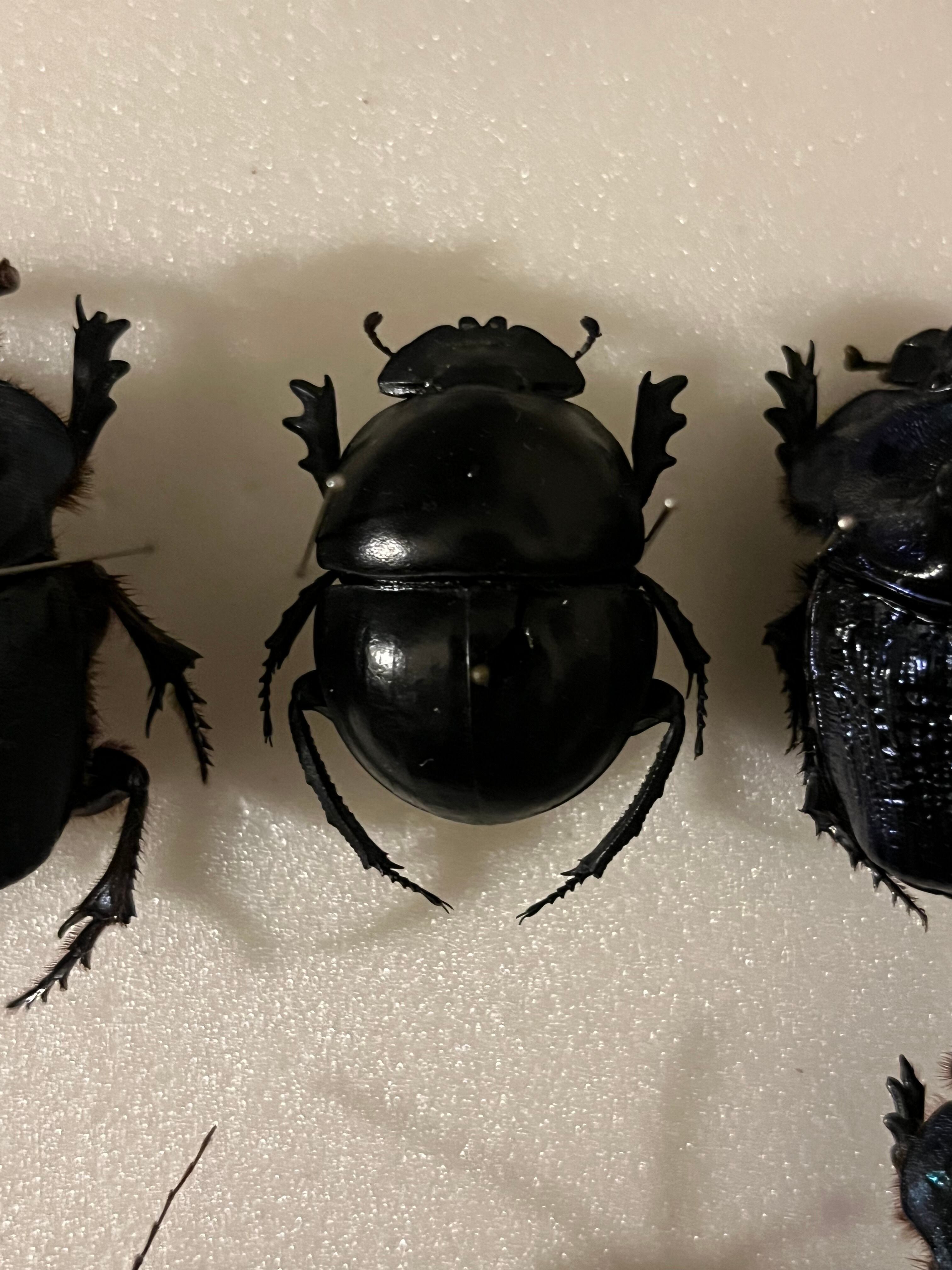 35mm】ピンポンタマオシコガネ 飛べないフンコロガシ オオニジ