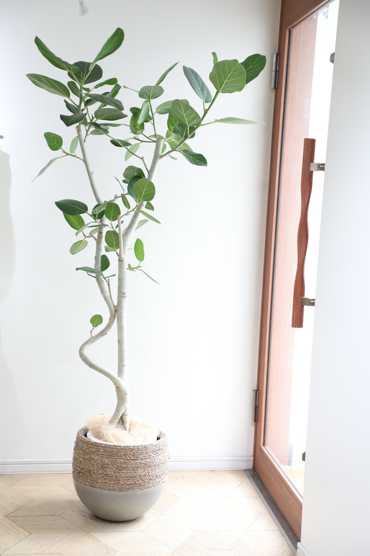 【L/166cm】【渋谷区周辺エリア/配送料無料】フィカス ベンガレンシス/Ficus benghalensis ※陶器鉢カバー別