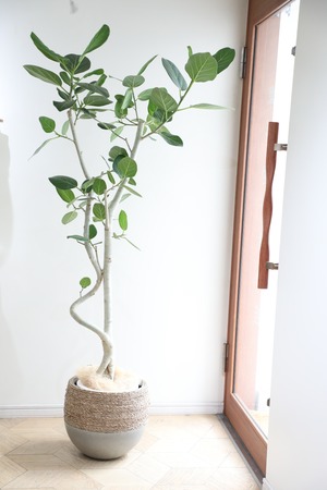 【L/166cm】【渋谷区周辺エリア/配送料無料】フィカス ベンガレンシス/Ficus benghalensis ※陶器鉢カバー別