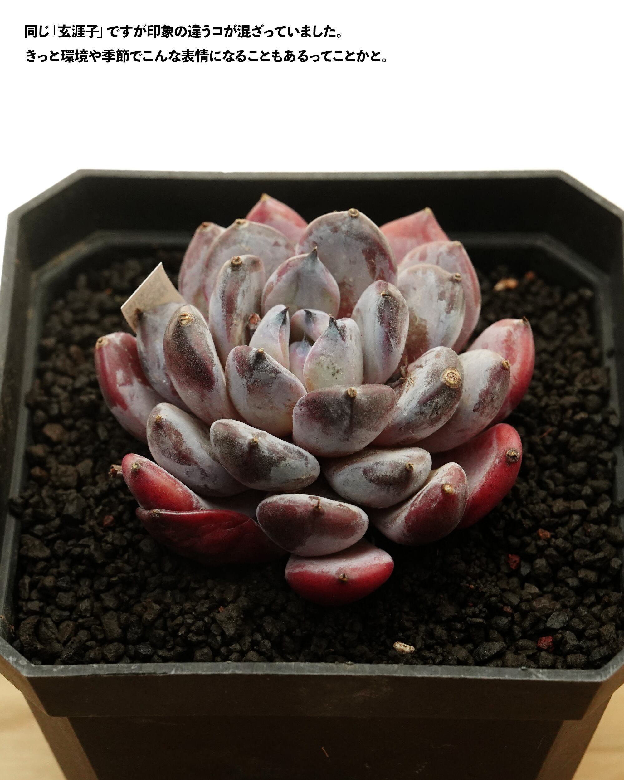 カット苗 玄涯子 【日本初上陸？！】 Echeveria 'Xuanyazi' | PUKUBOOK